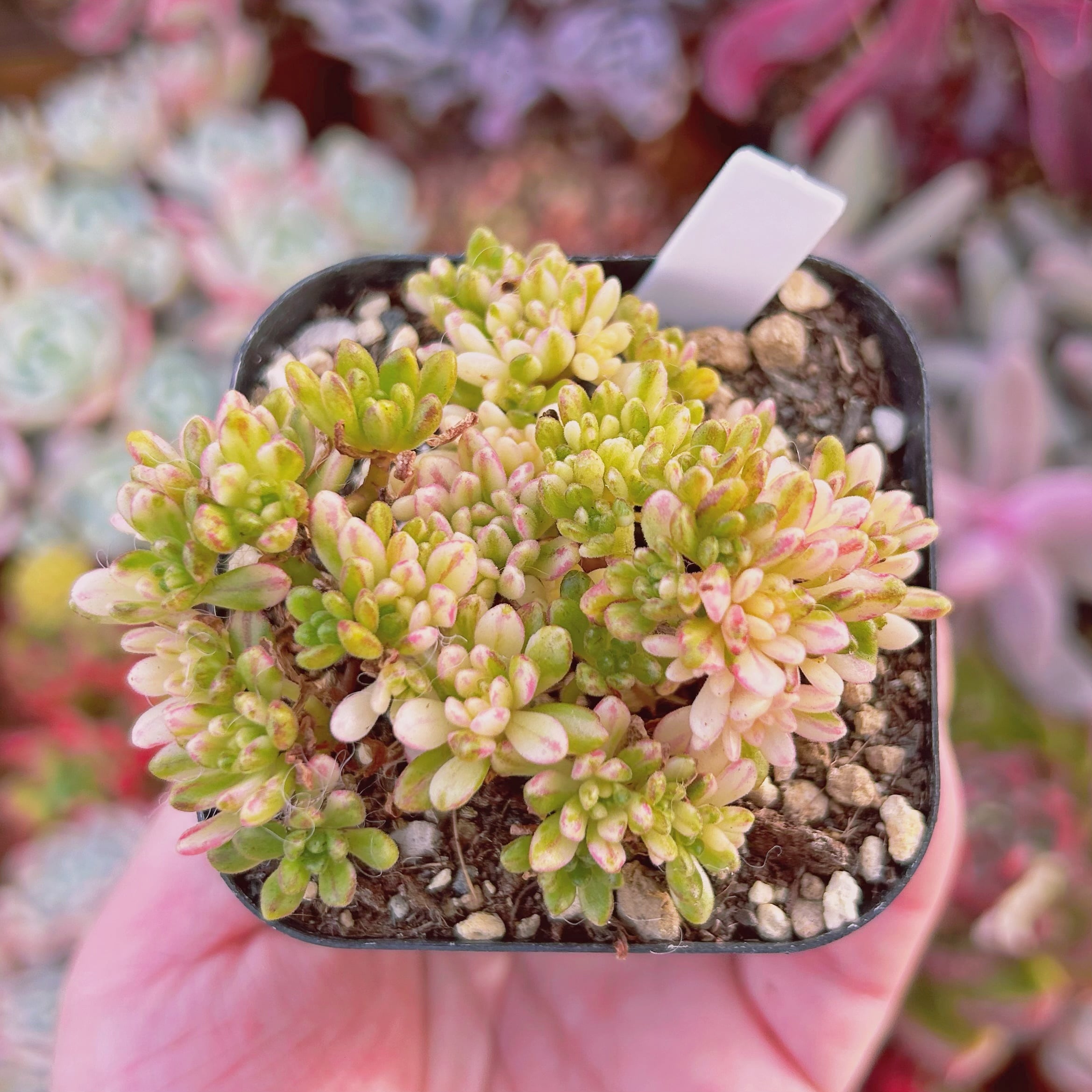 #594　多肉植物　小人祭り錦　抜き苗