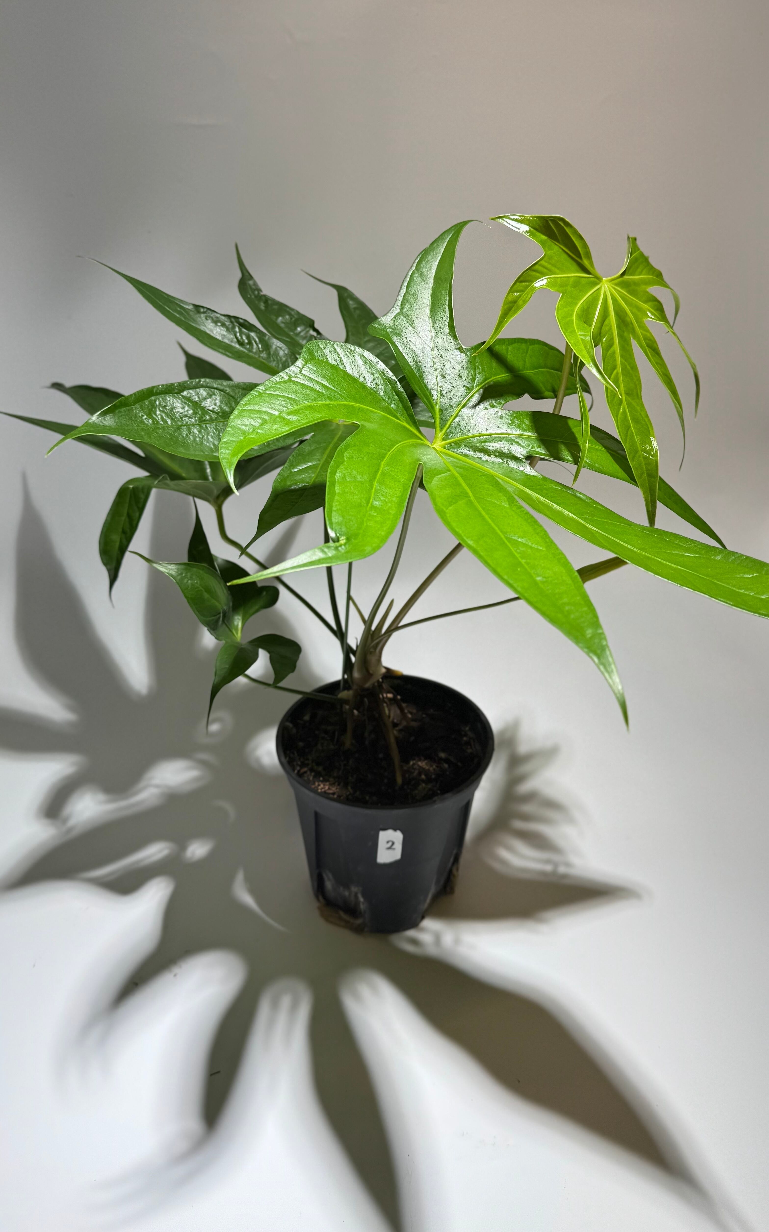 Ariocarpus furfuraceus f. アリオカルプス 大疣青磁牡丹 サボテン