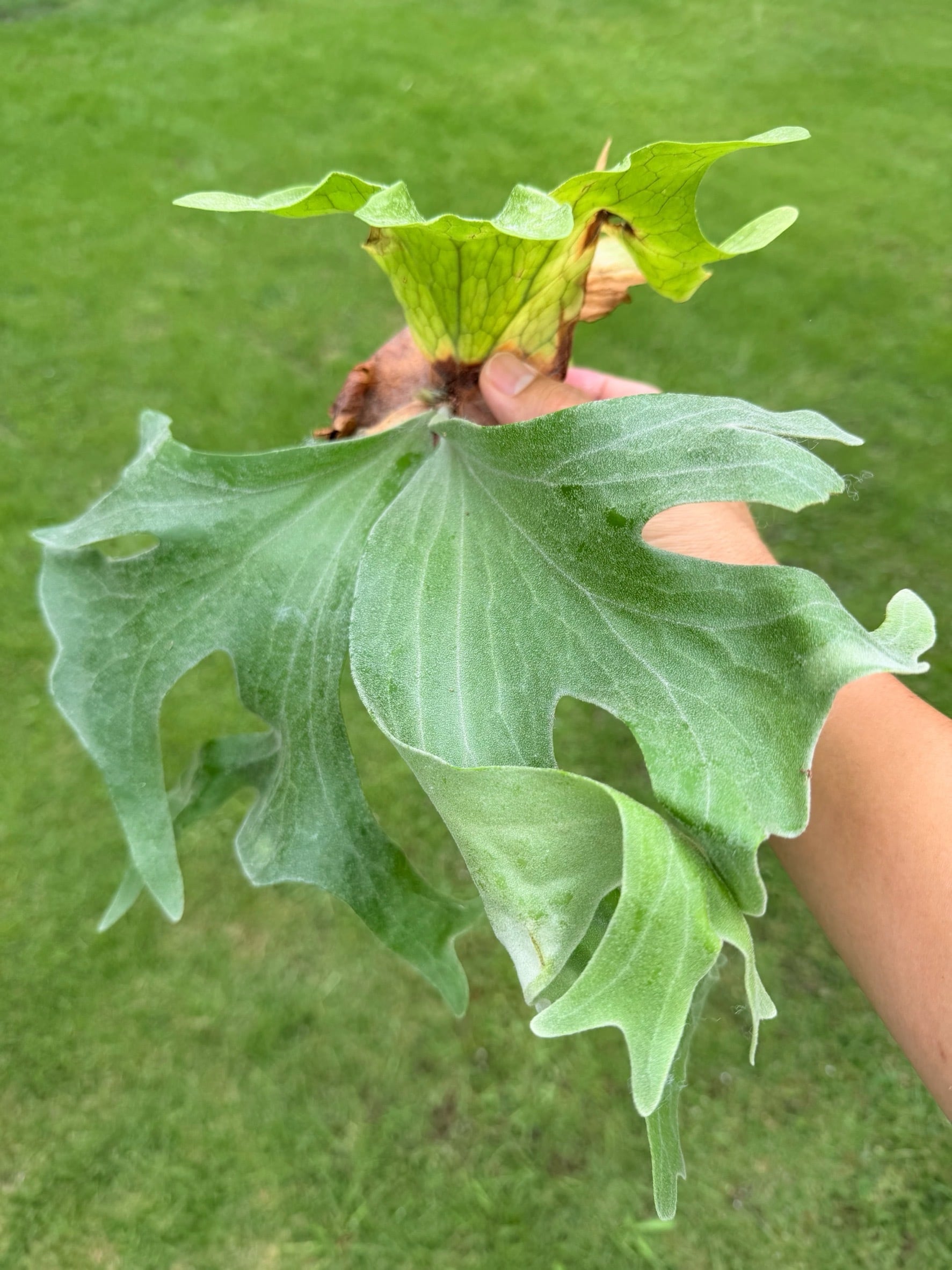 Platycerium_ビカクシダ | vandaka plants