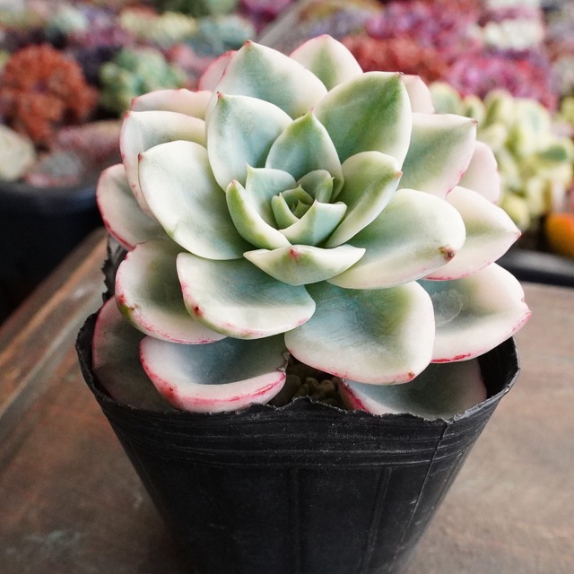 18%OFF！　極美※【ピーチスアンクリム錦 】覆輪斑　韓国多肉　斑入り　激レア　初登場！