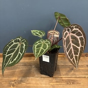 アンスリウム Michelle ミシェル【906】