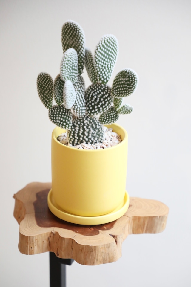 【S】バニーカクタス/Bunny Ears Cactus ※陶器鉢付き