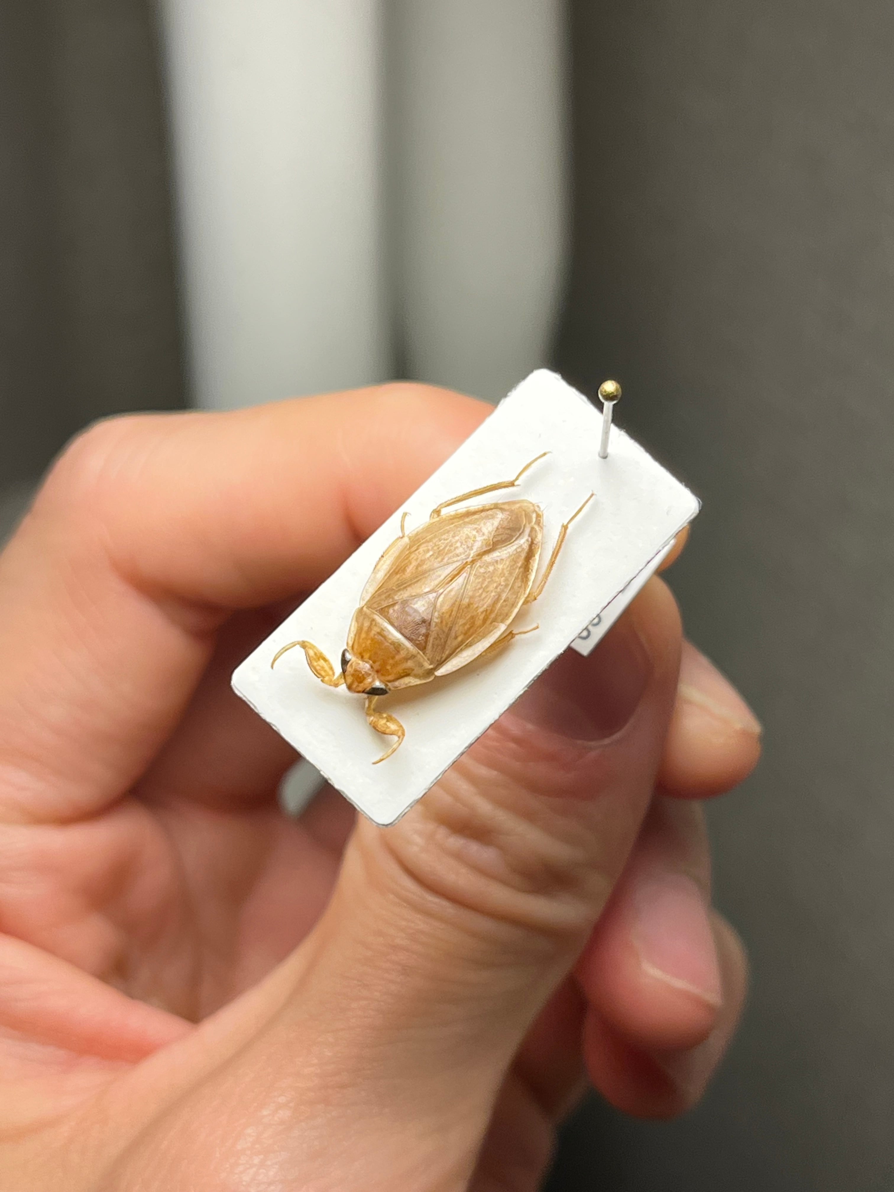 【99mm】ナンベイオオタガメの昆虫標本 タランチュラムカデセンチピードサソリモ 95mm】ナンベイオオタガメLethocerus maximusの標本 タランチュラ