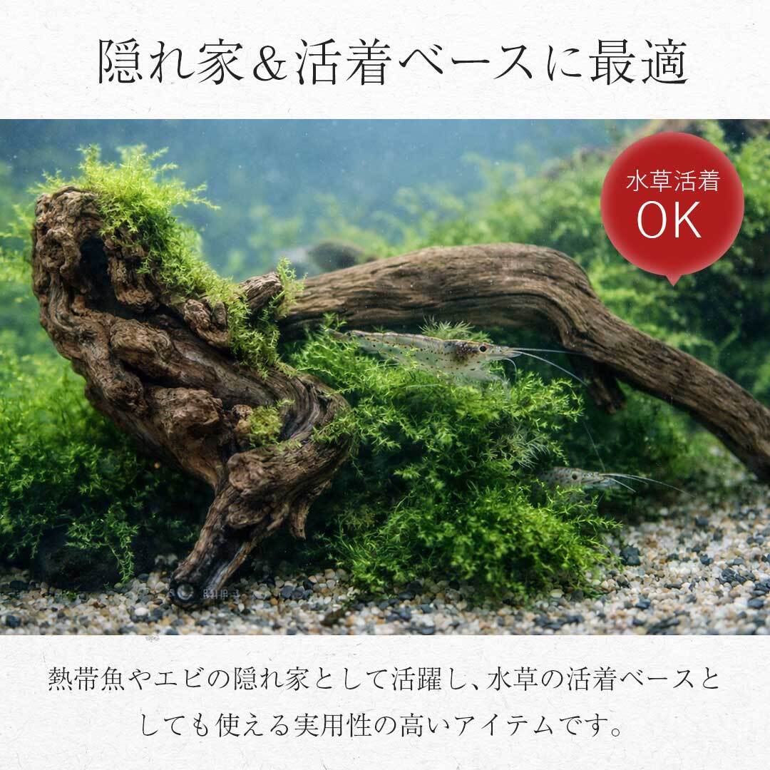 爬虫類　レイアウト　流木 流木 爬虫類 登り木 あく抜き処理 煮沸消毒済 トカゲ ヤモリ ケージ