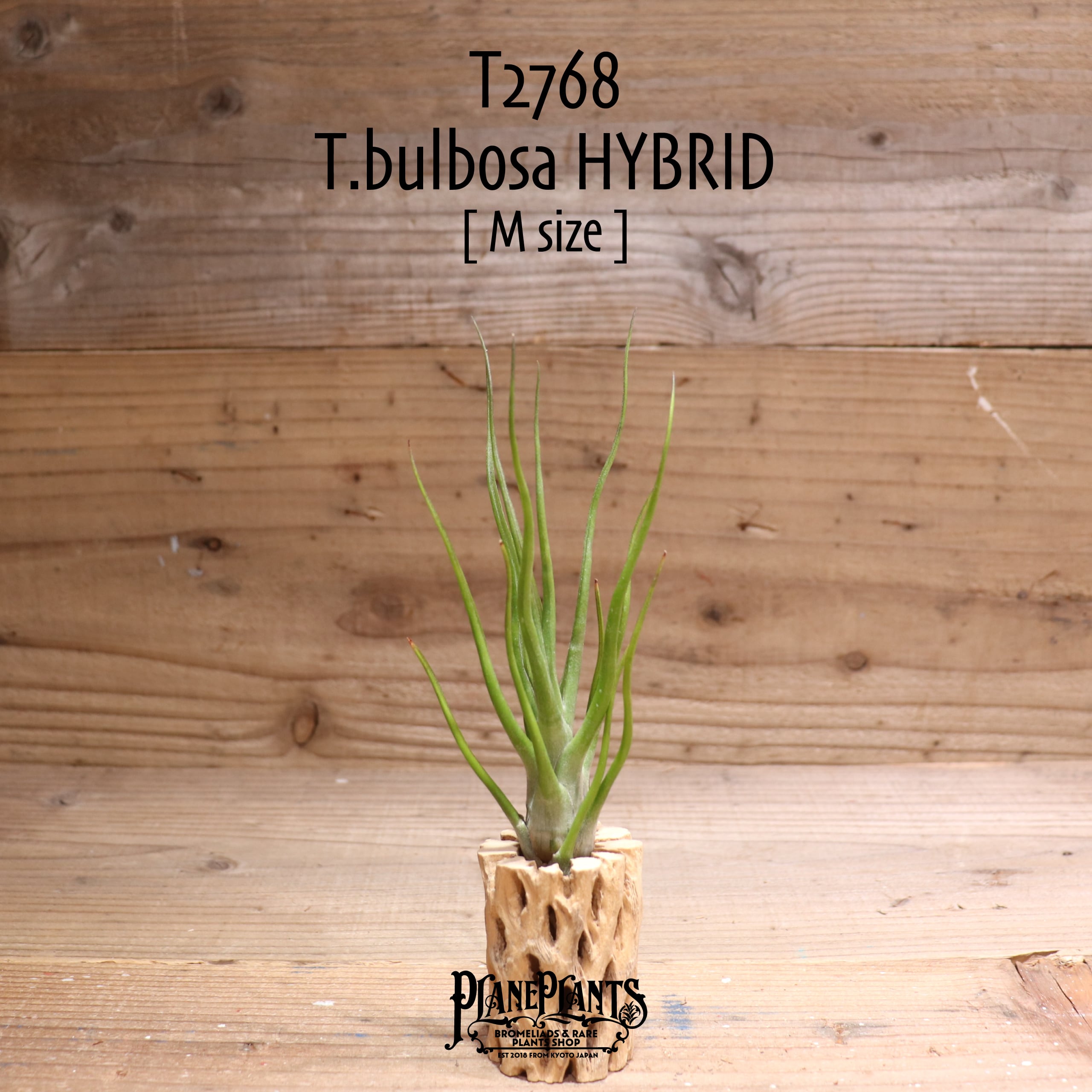 【送料無料】bulbosa HYBRID M〔エアプランツ〕現品発送T2768