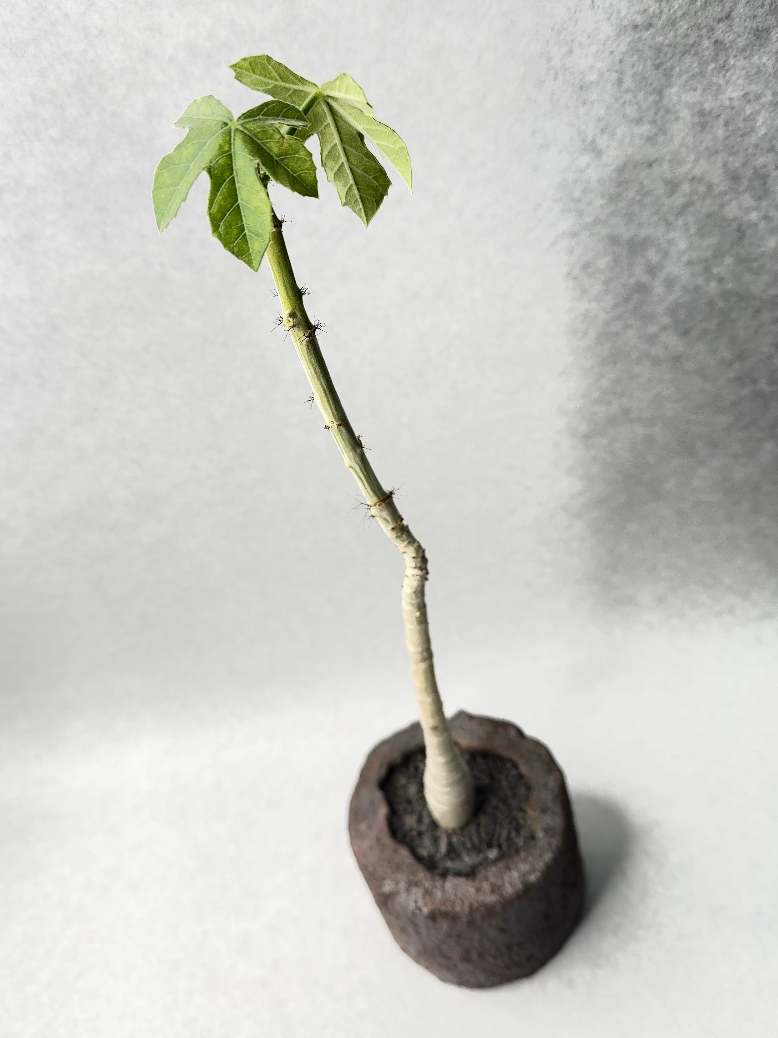 ヤトロファ・スピカータ | trigger