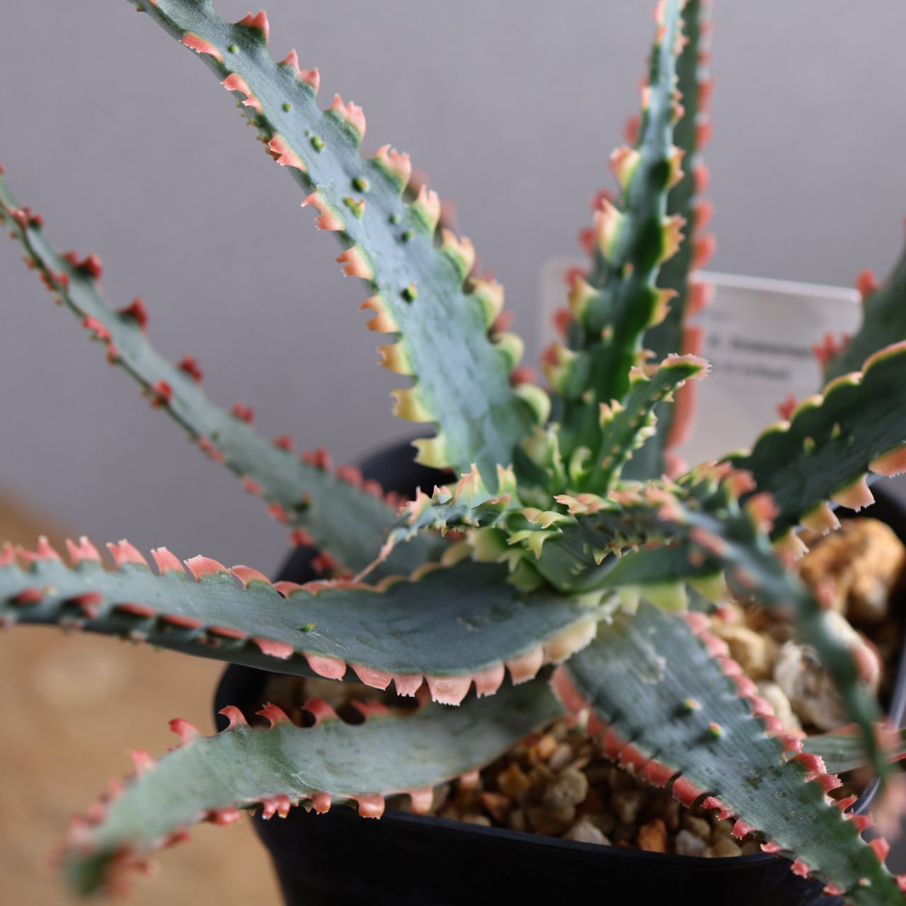 614『アロエ Aloe Sawbones' K zimmerman』観葉植物【送料無料