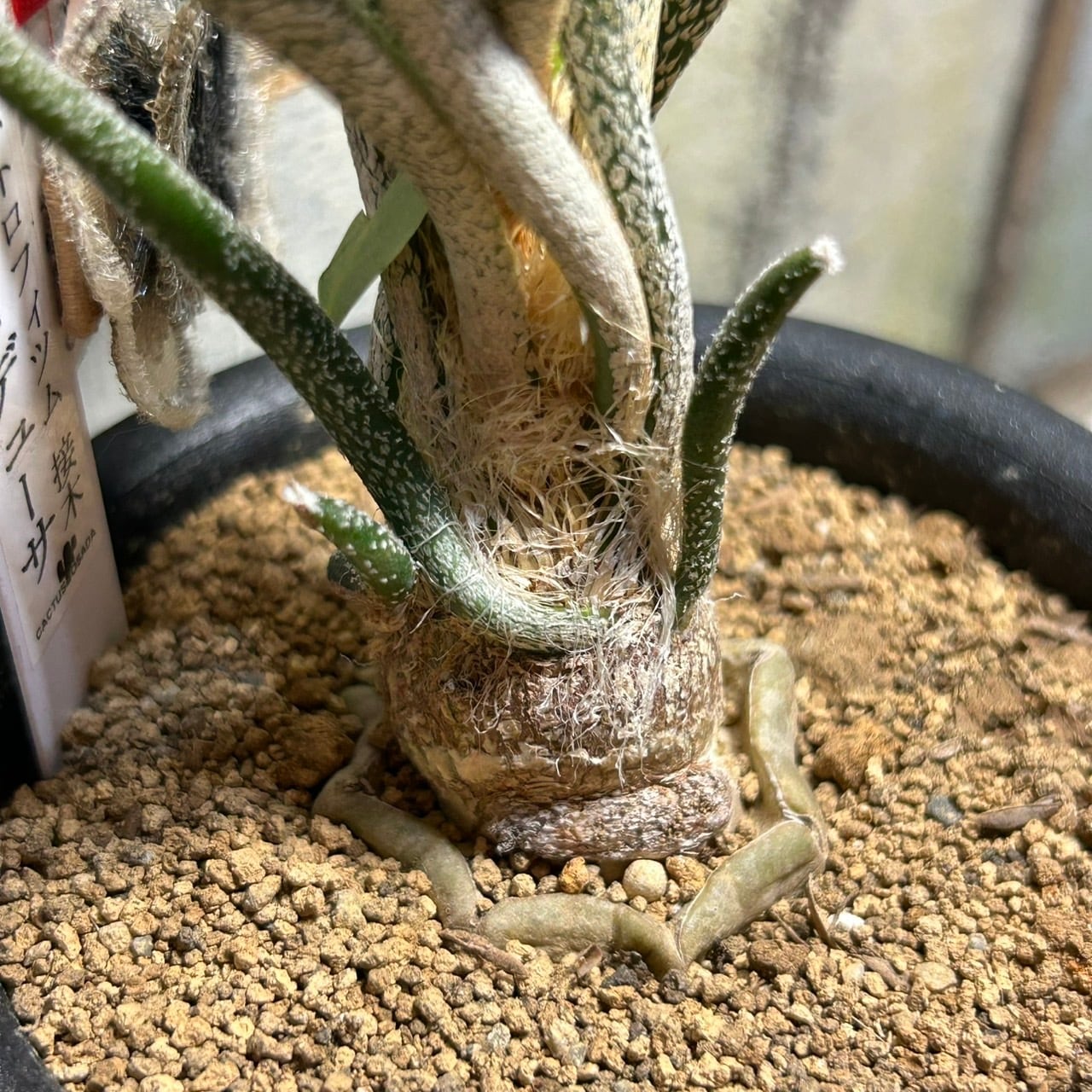 T)カプトメデューサ アストロフィツム接木 (夏型) | RuPo 多肉植物専門店