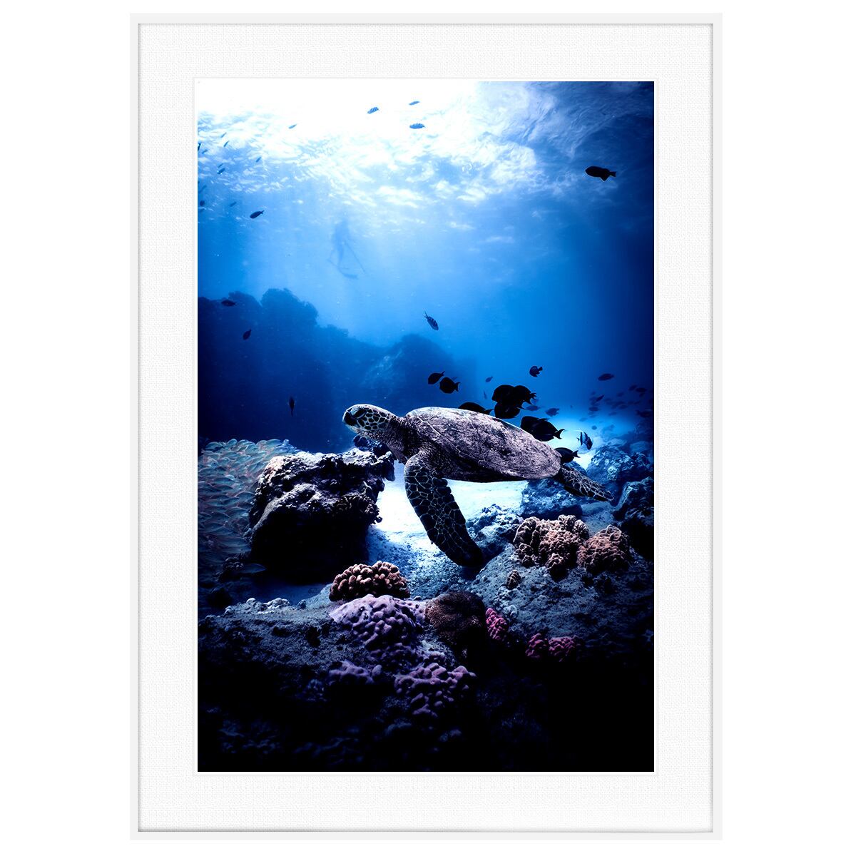 夏写真 ウミガメ インテリアアートポスター額装 AS1958
