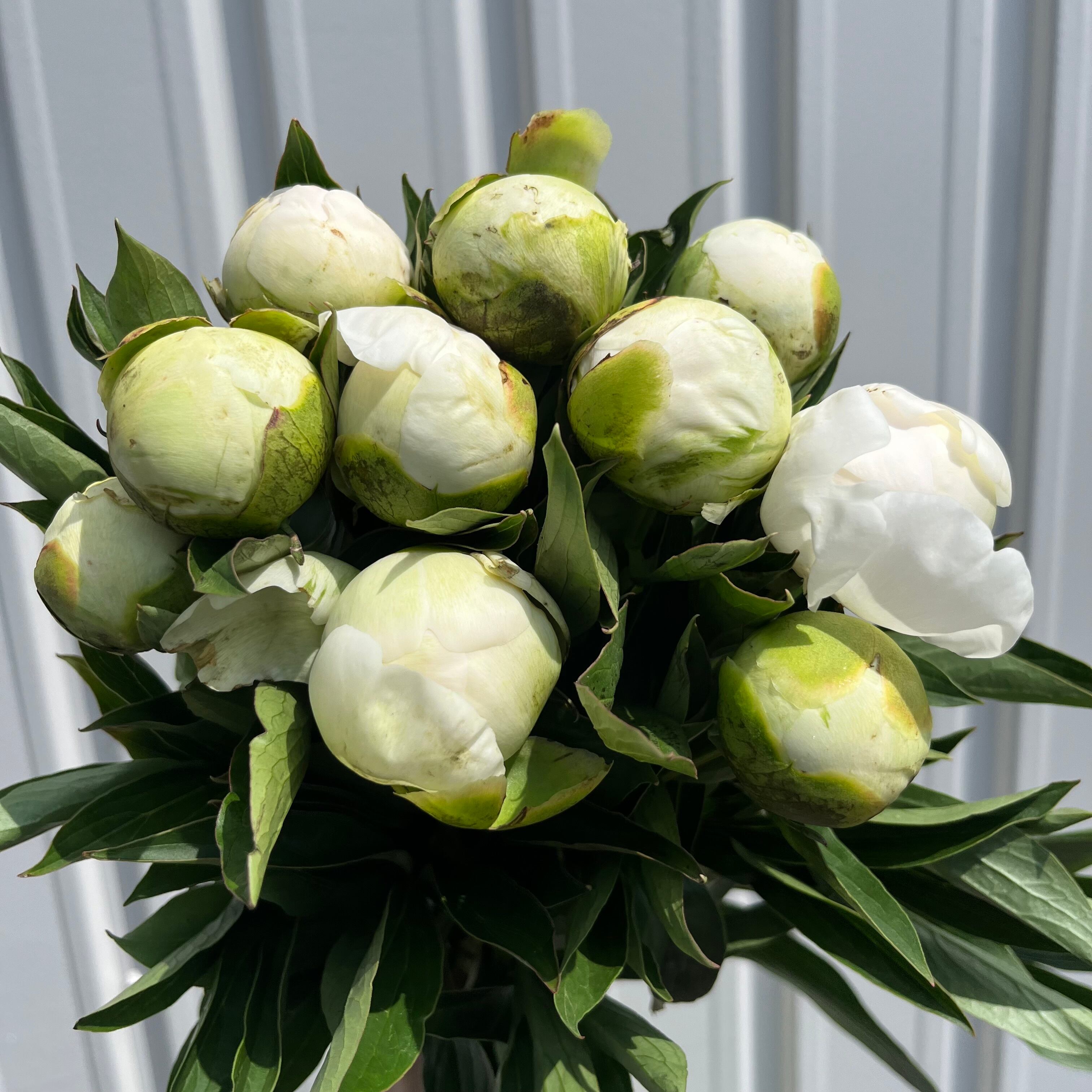 リナページ　23センチ芍薬オーダー シャクヤク | 新鮮お花問屋 Jp-Farmers.com