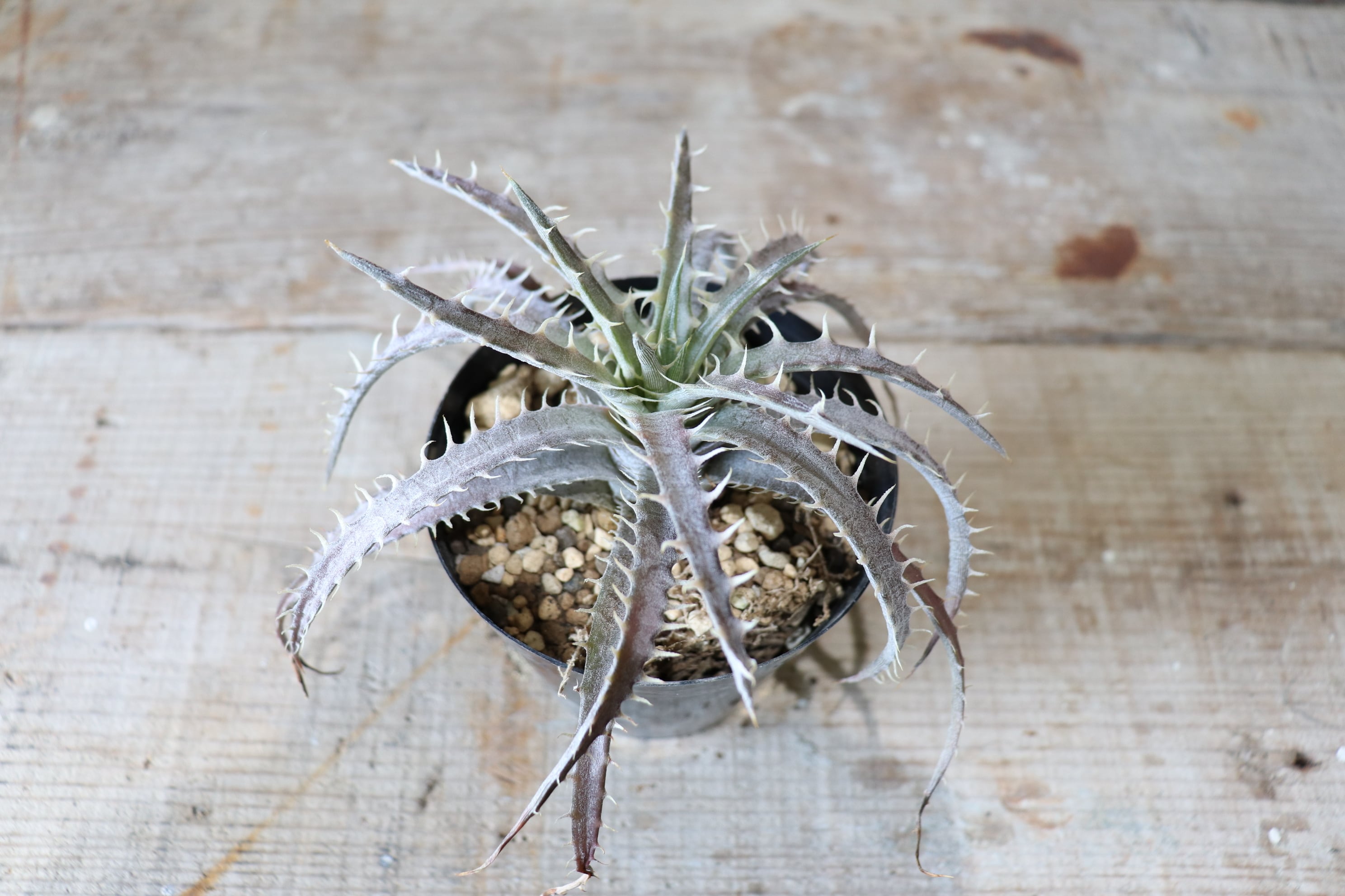 Dyckia delicata rubra ディッキア デリカータ ルブラ 【公式通販】 Dyckia delicata rubra ディッキア デリカータ ルブラ 【公式通販】