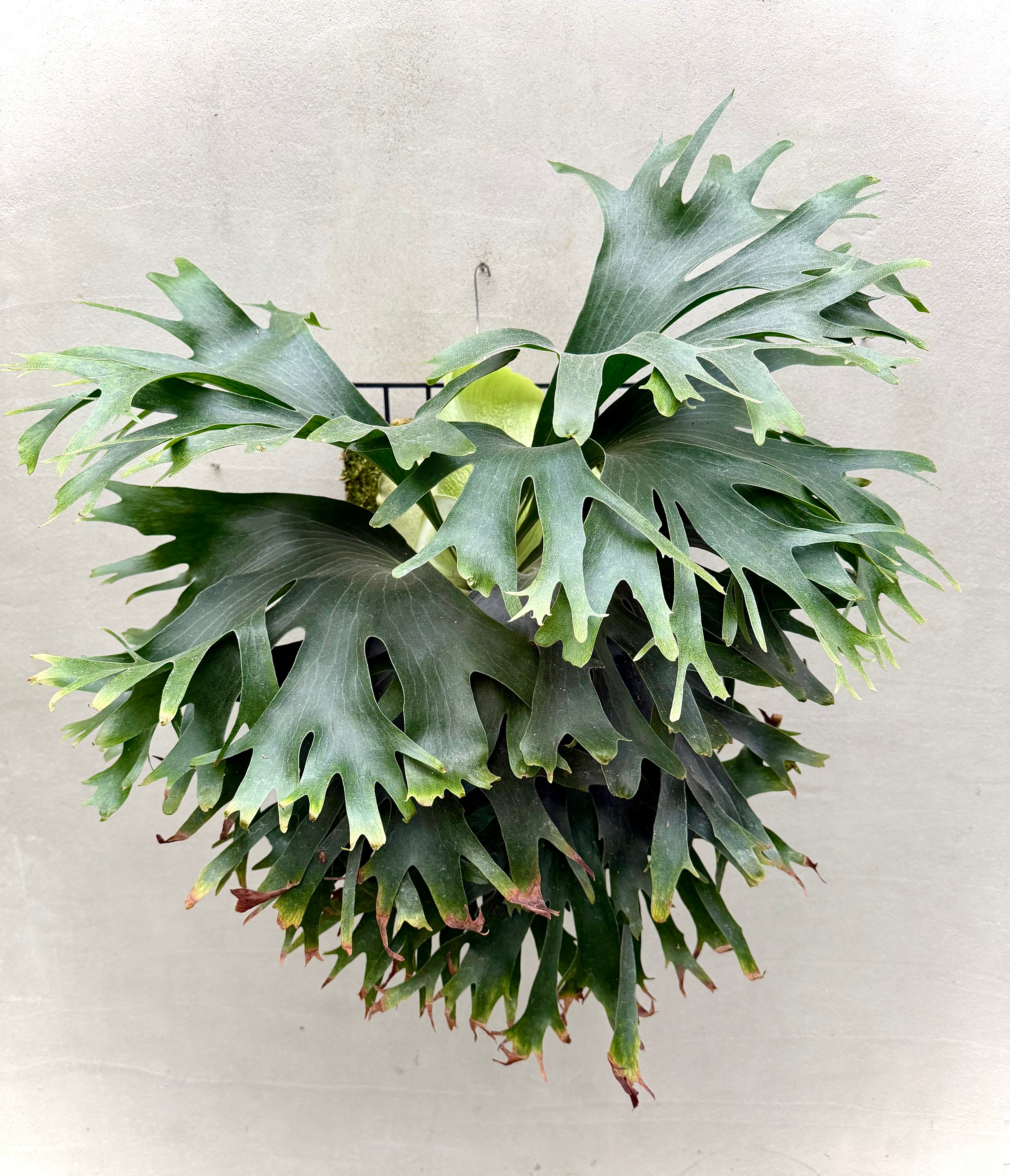 Platycerium_ビカクシダ | vandaka plants