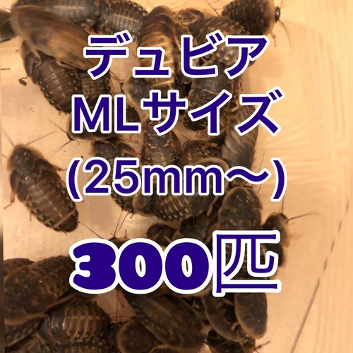 デュビアML 300匹