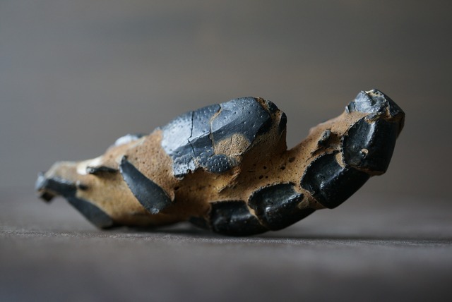 オーストラリア産ロブスター化石 Thalassina anomala Fossil  820