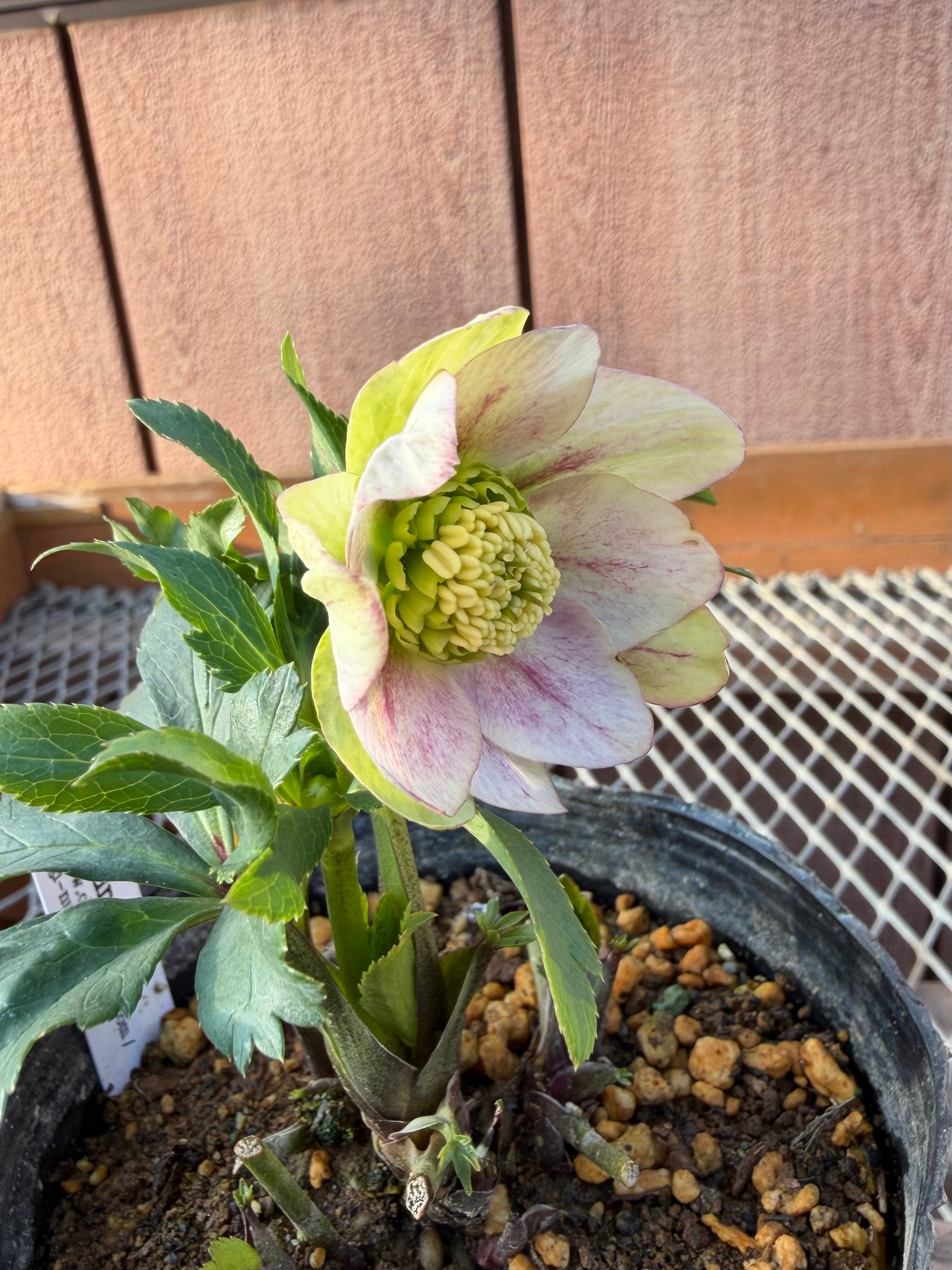 ヒデコート完成形 大木ナーサリー クリスマスローズ【Og11】送料無料