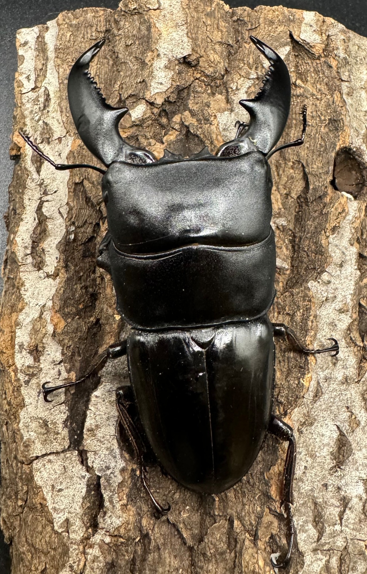 【WD】《スマトラオオヒラタ アチェ産 86mm ペア》