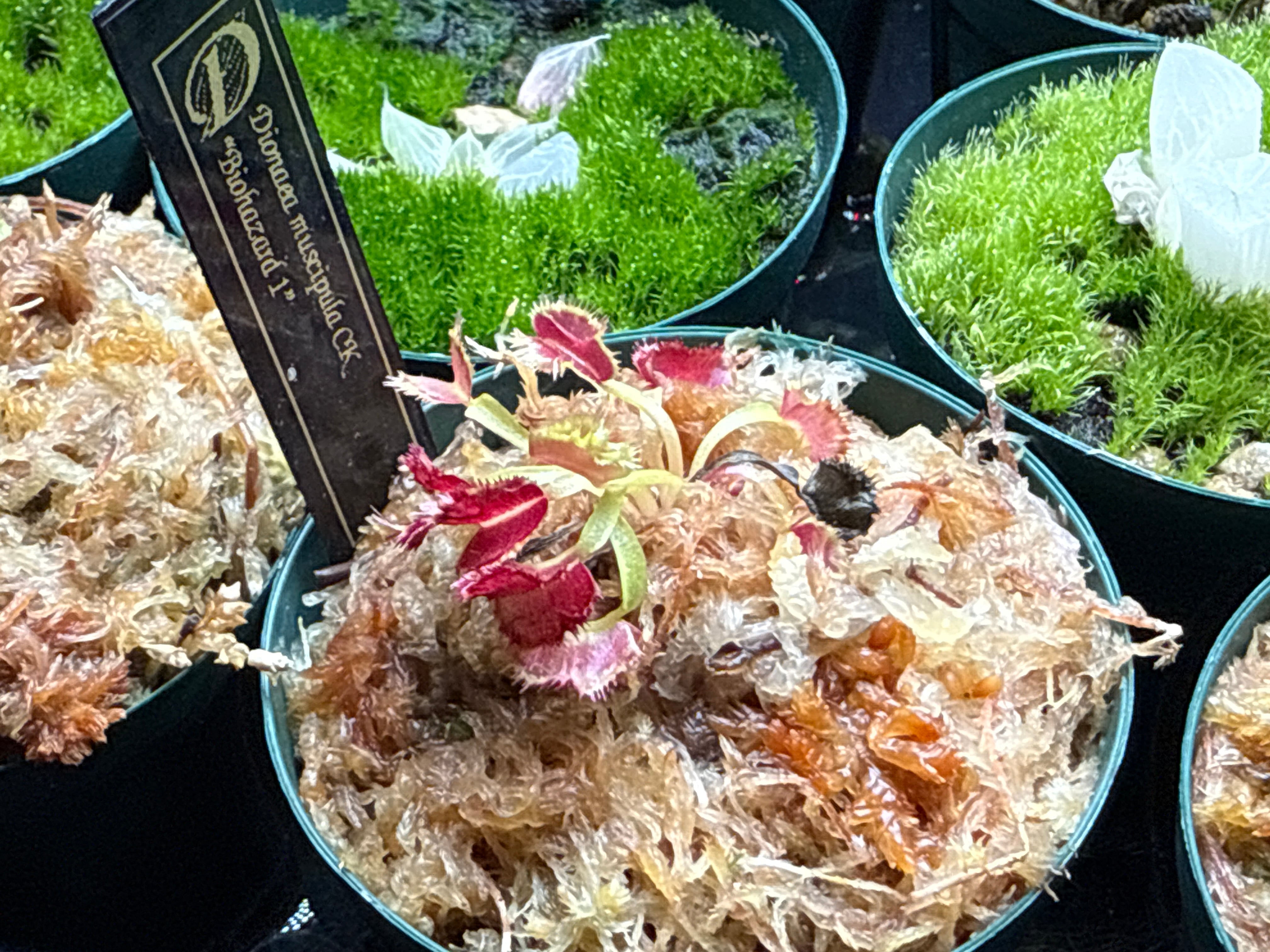Dionaea muscipula CK “Biohazard 1” | Dmix Plants