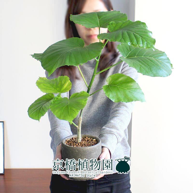 フィカス ウンベラータ 【ジェノバシリンダーSサイズ】 受け皿付き