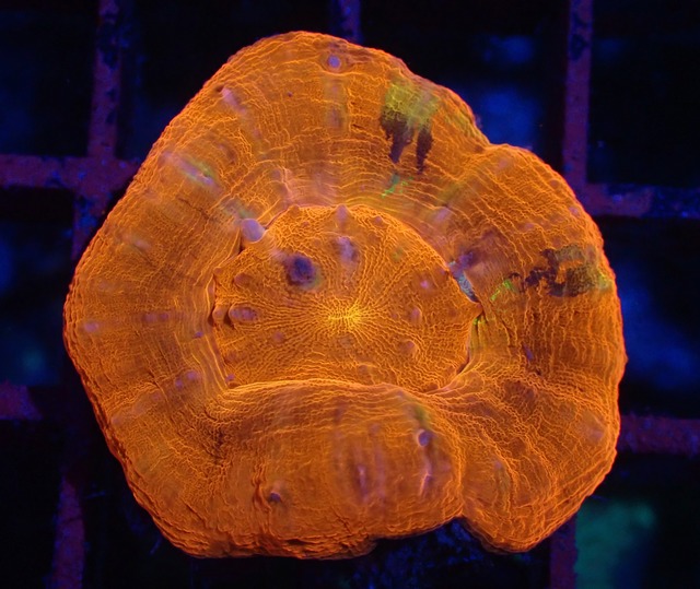 Scolymia Unique