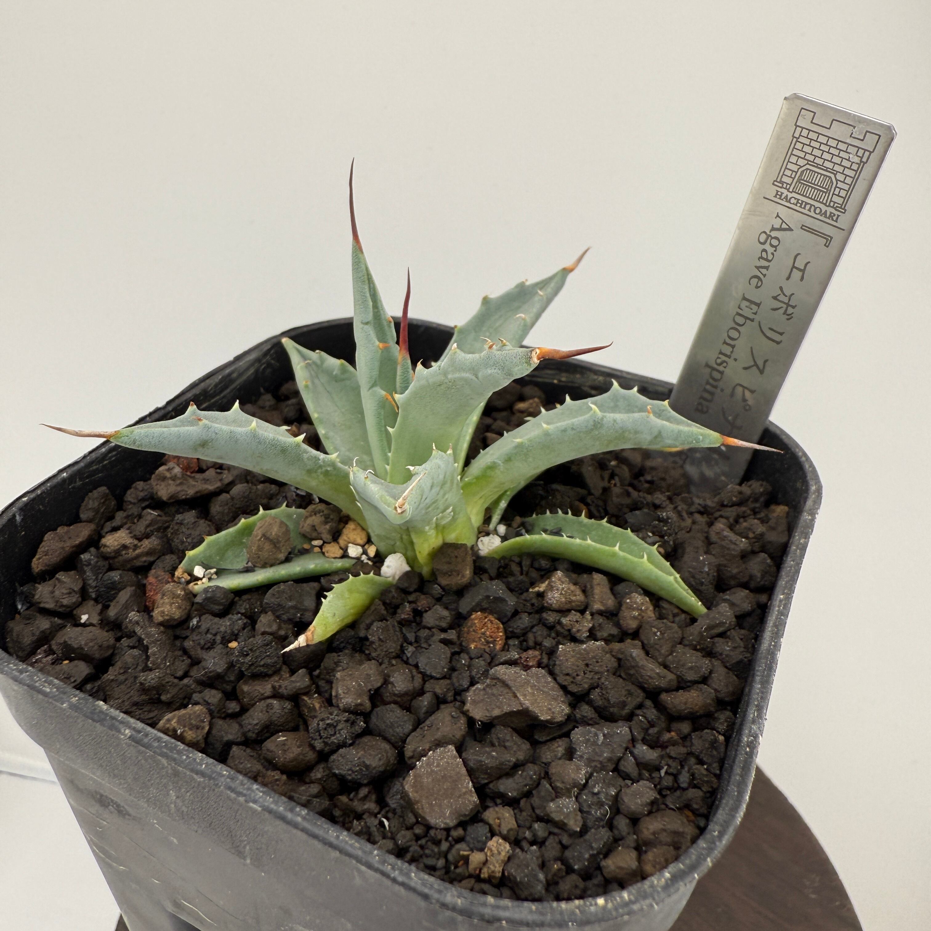No.2 エボリスピナ Agave utahensis var. eborispina 'Vegas'