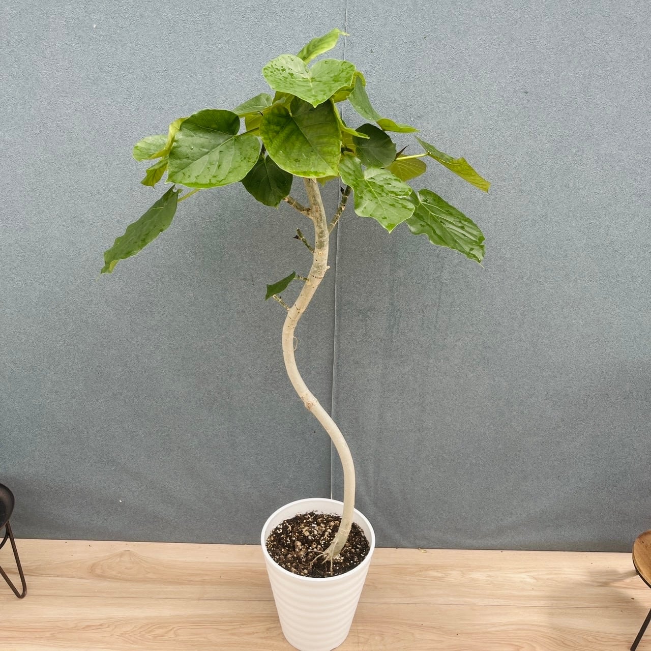 現品］M フィカス ウンベラータ 曲がり 7号 観葉植物 室内 ゴムの木