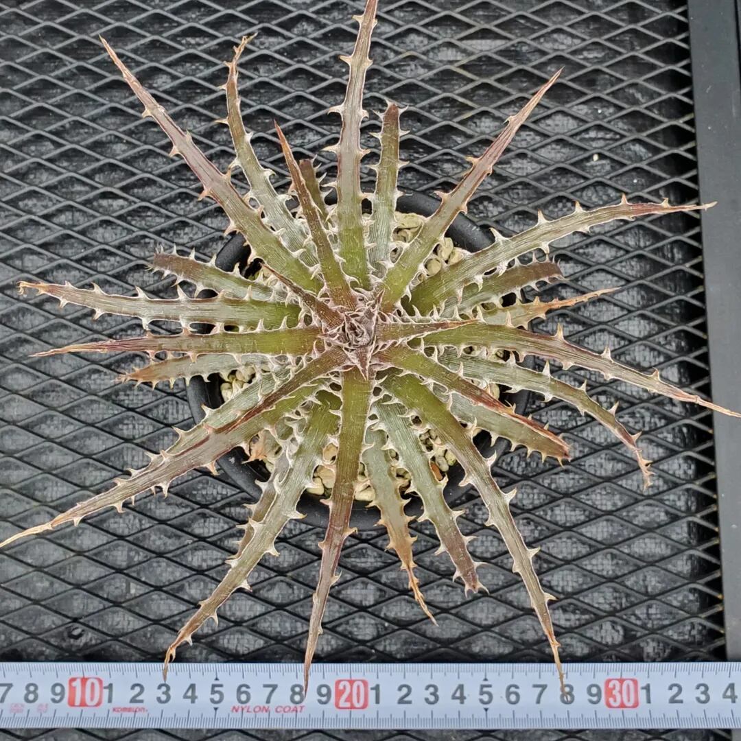 F00326_Dyckia sp. (leme2778)：ディッキア・sp.（子株） | レア