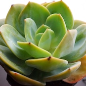 カット苗 白鳳 10cm超 大株 Echeveria 'Hakuhou'