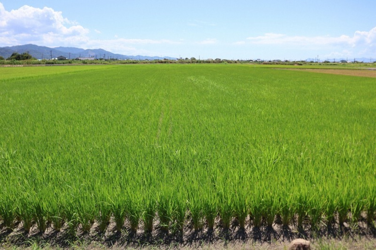 【熊本復興支援】2袋 5キロ復興れんげ米(送料込)