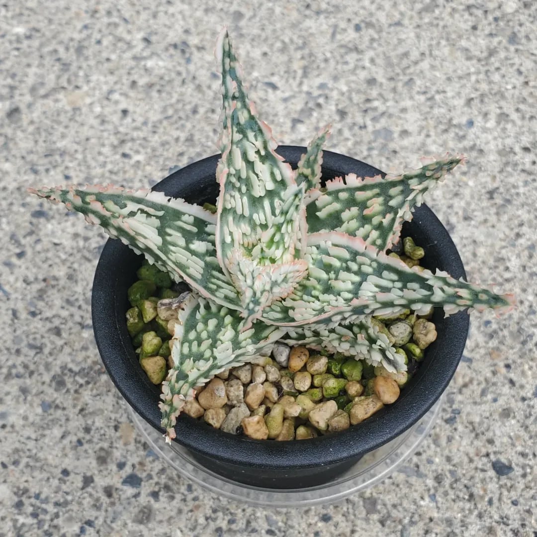 F00433_Aloe Hybrid（TCT）：アロエ・ハイブリッド（子株