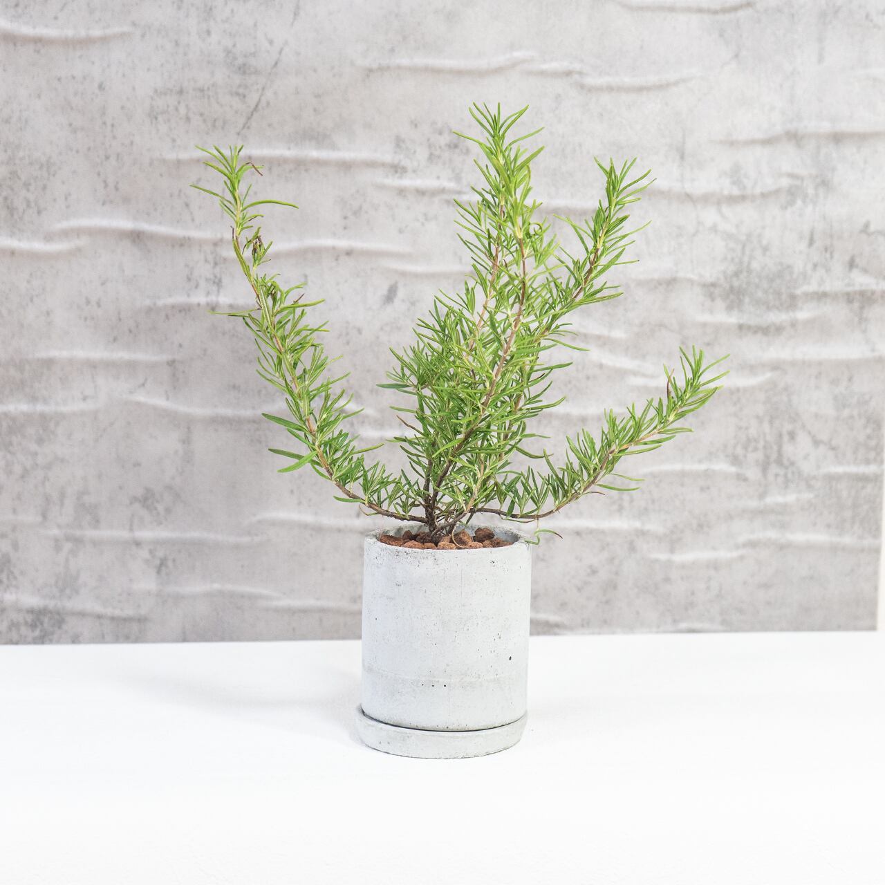 ローズマリー 香り豊かで丈夫な人気ハーブ 料理やハーブティーにも◎ おしゃれなモルタル鉢仕立てで室内外に最適