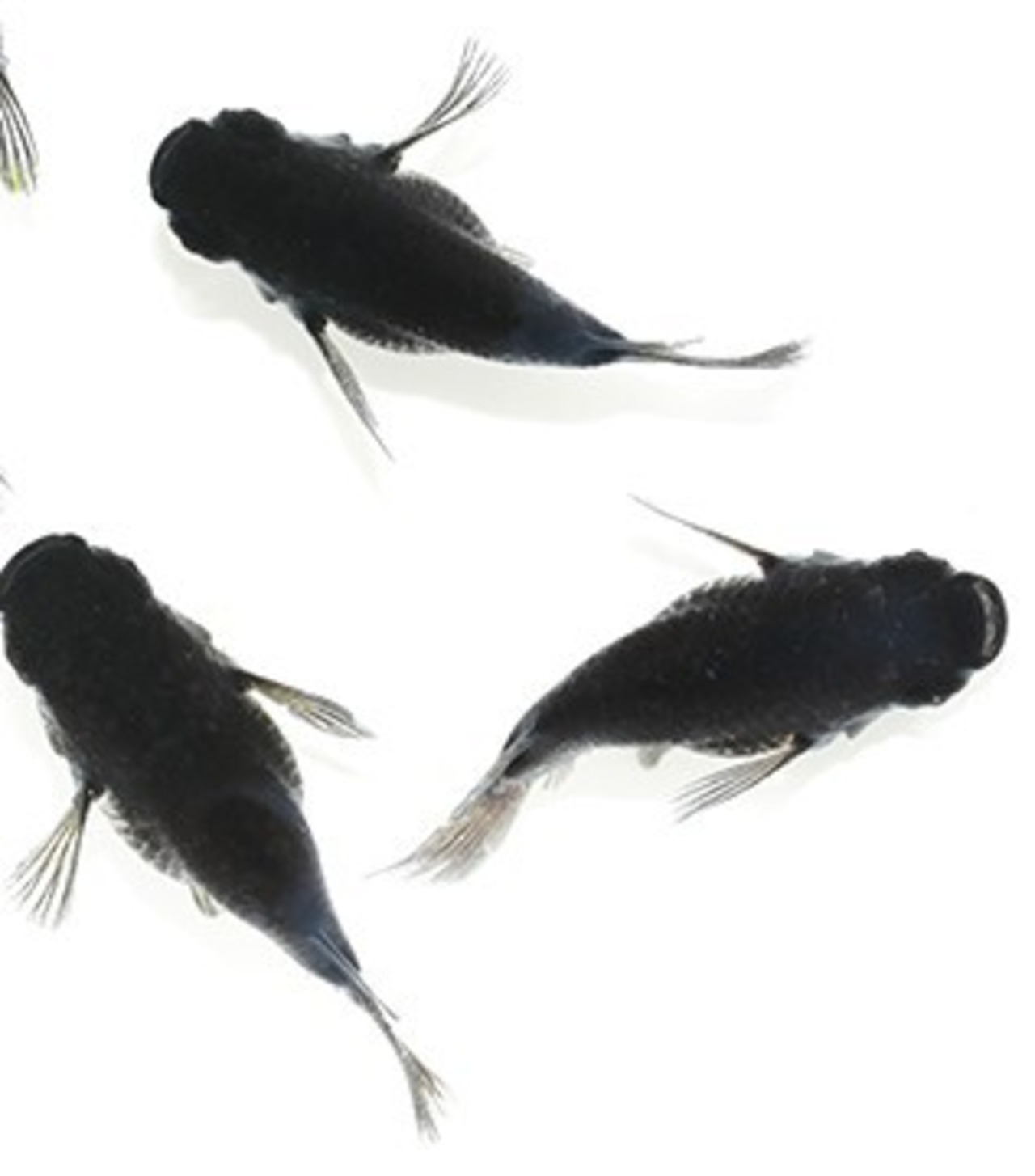 オロチだるま：有精卵20個＋α