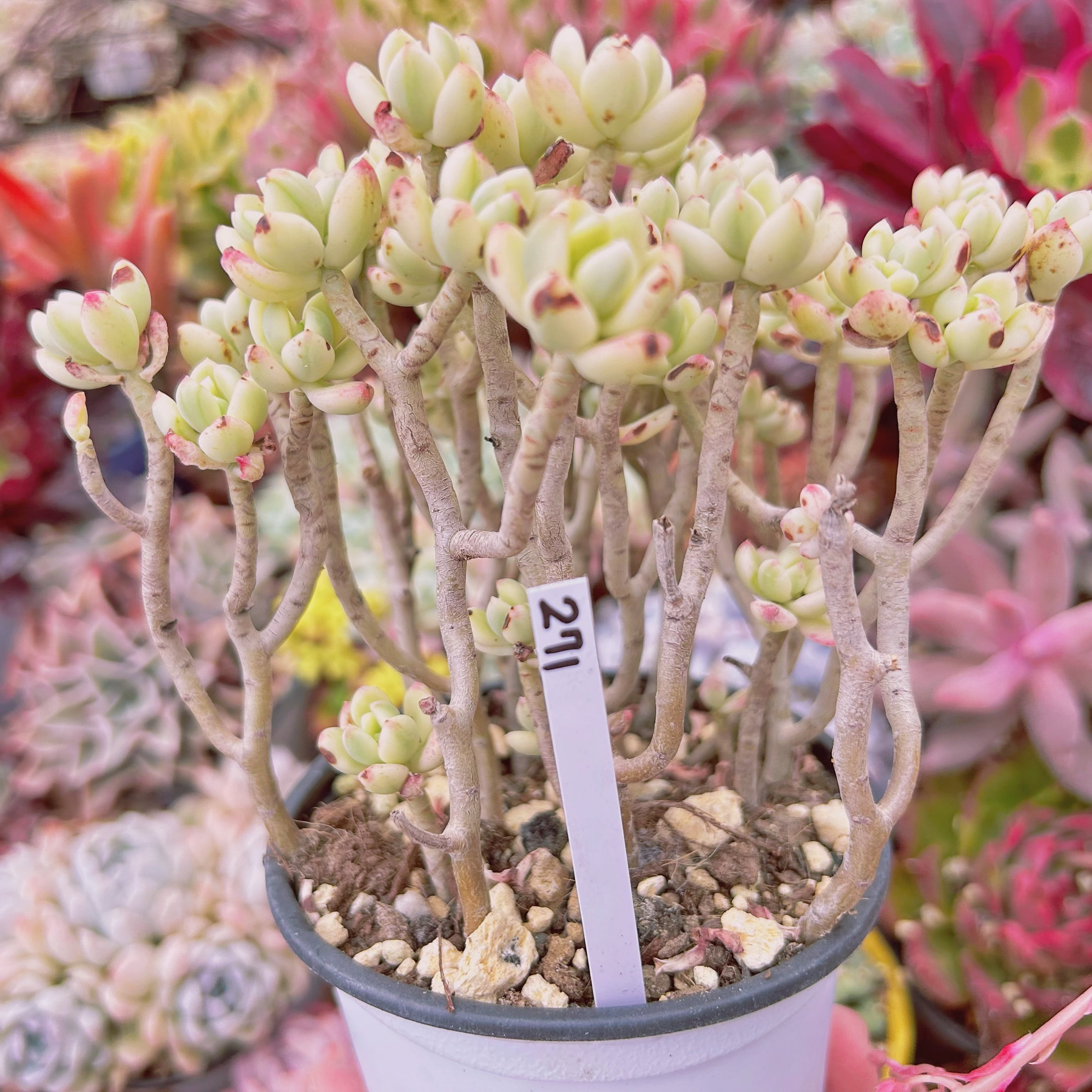 271現物 多肉植物 マイキーシュガー 特大 | るる農園~多肉植物専門