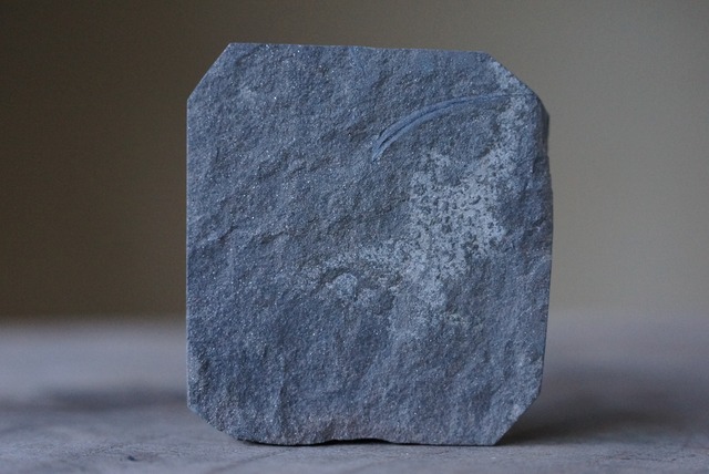 シダ化石 Astrophyllite equisetiformis