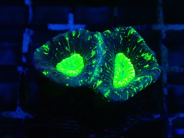 Goniastrea Frag 3