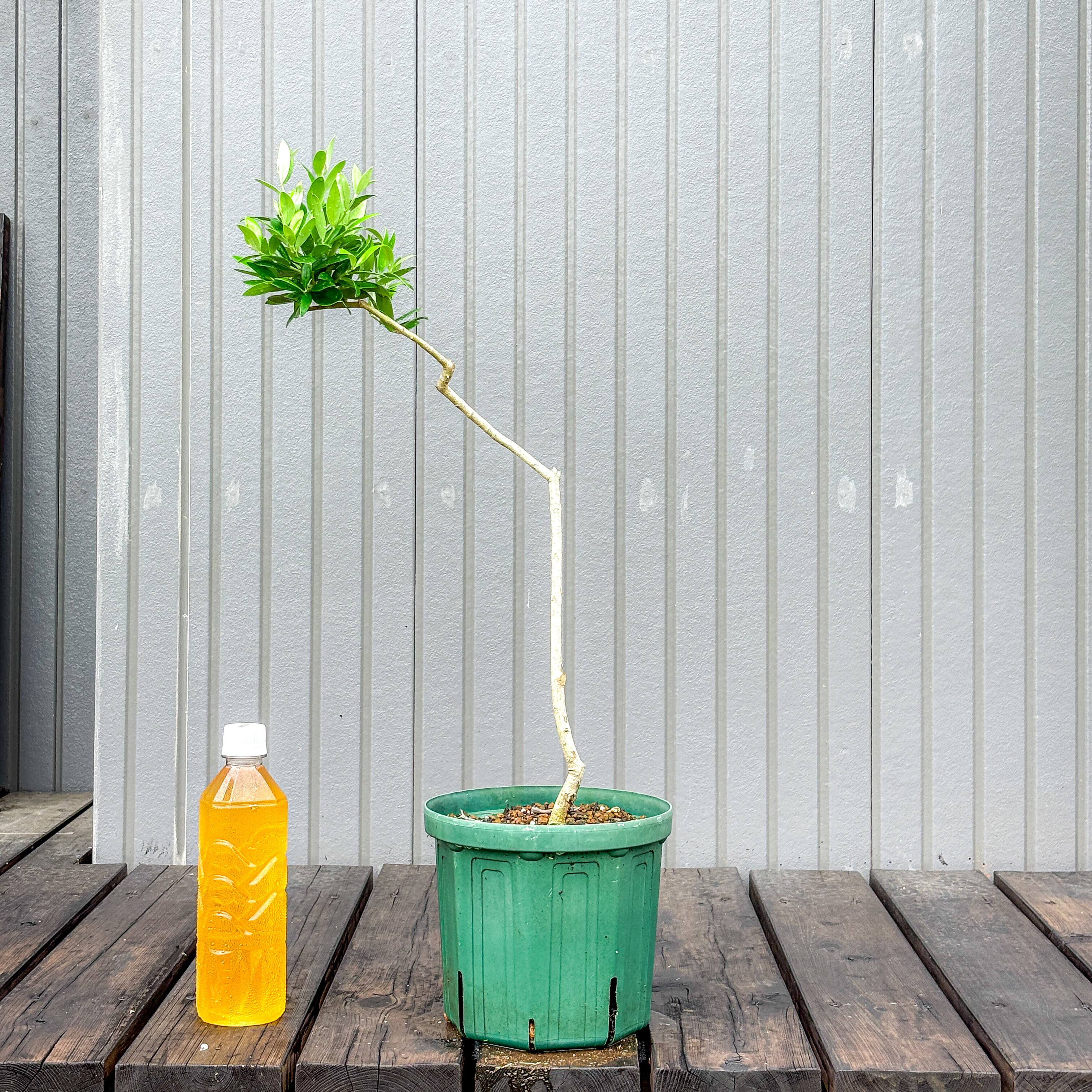 オリーブ 鉢植え 送料無料 アルベキナ｜育てやすい シンボルツリー