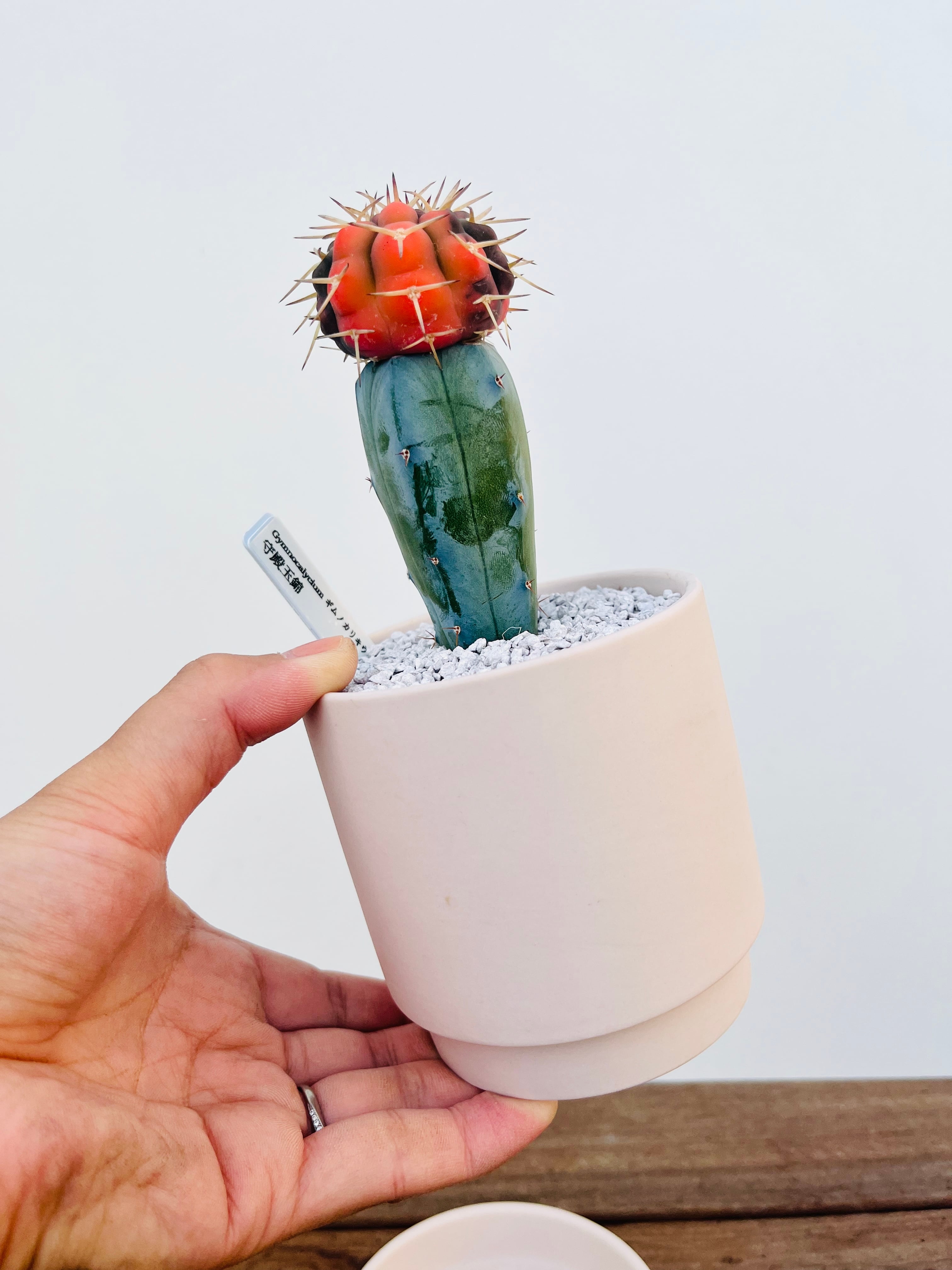 Gymnocalycium stellatum ギムノカリキュウム 守殿玉錦 接木 サボテン