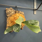 ビカクシダ Bifurcatum white 板付け (コルク)【1066】