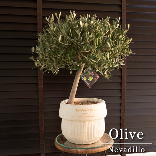 創樹 オリーブの木 SOUJU 幹太 Nevadillo blanco ネバディロブランコ 7号 陶器鉢 オリーブ シンボルツリー WH