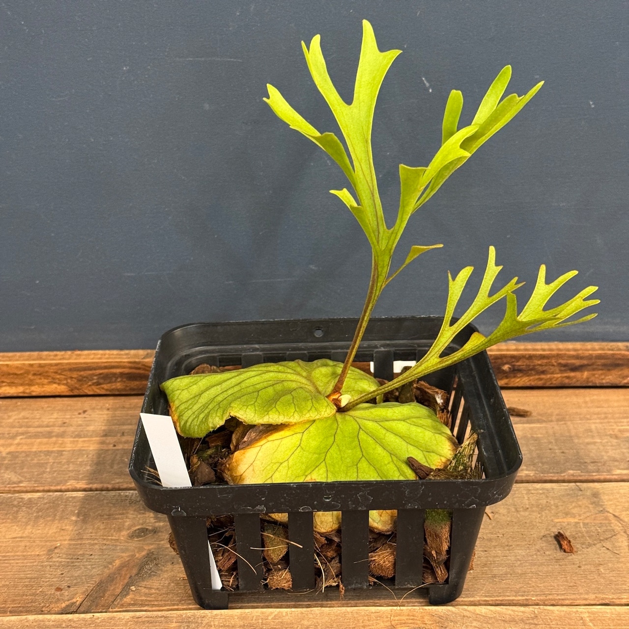 【伊藤蟻】ビカクシダ　リドレイ優良実生　P.ridleyi Sebangau Kuala, Borneo【630】