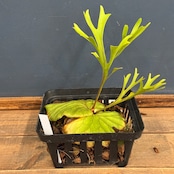 【伊藤蟻】ビカクシダ　リドレイ優良実生　P.ridleyi Sebangau Kuala, Borneo【630】