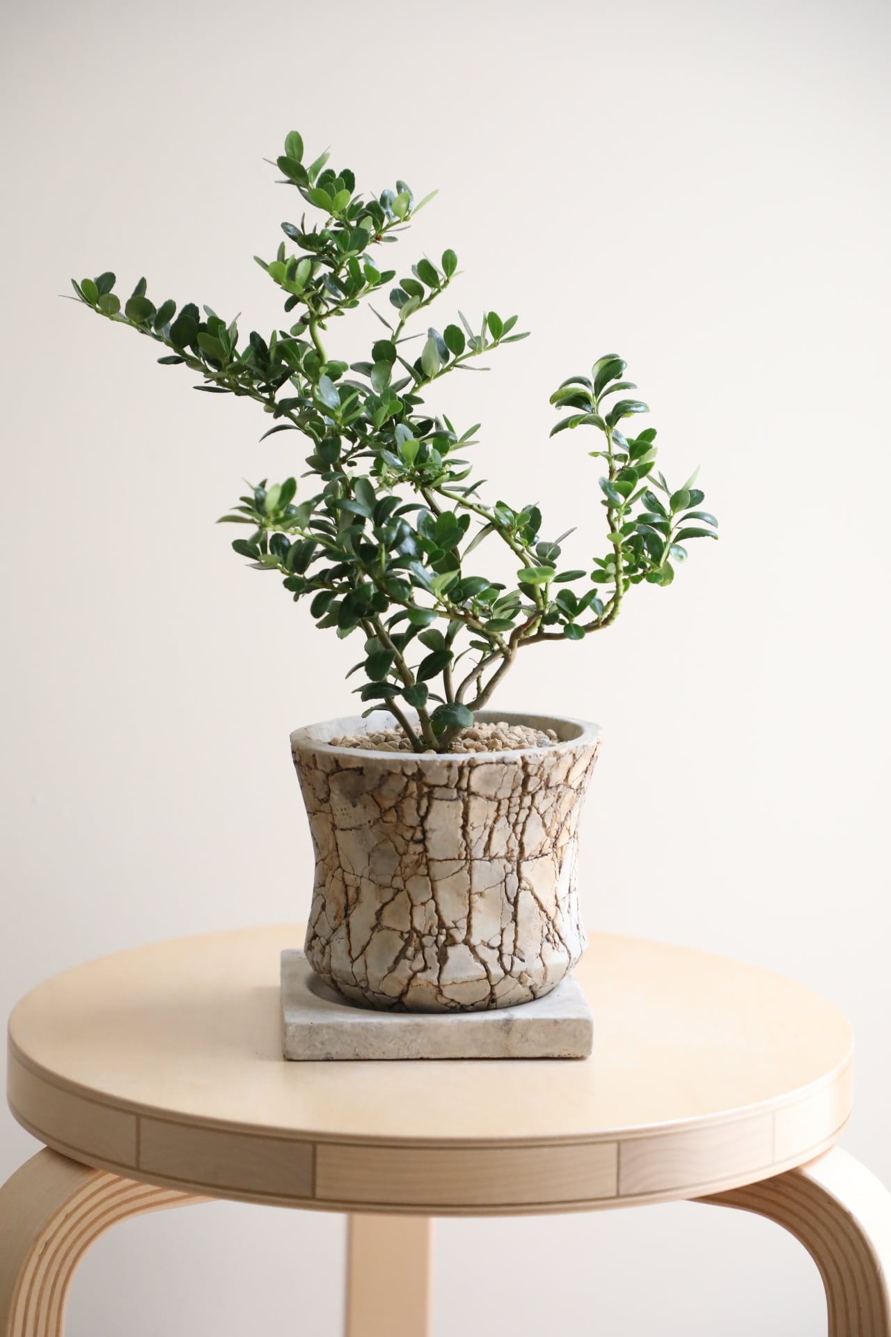 S】雲竜ツゲ/Ilex crenata | 【厳選植物・器】MIDORI DOUMEI 翠堂明