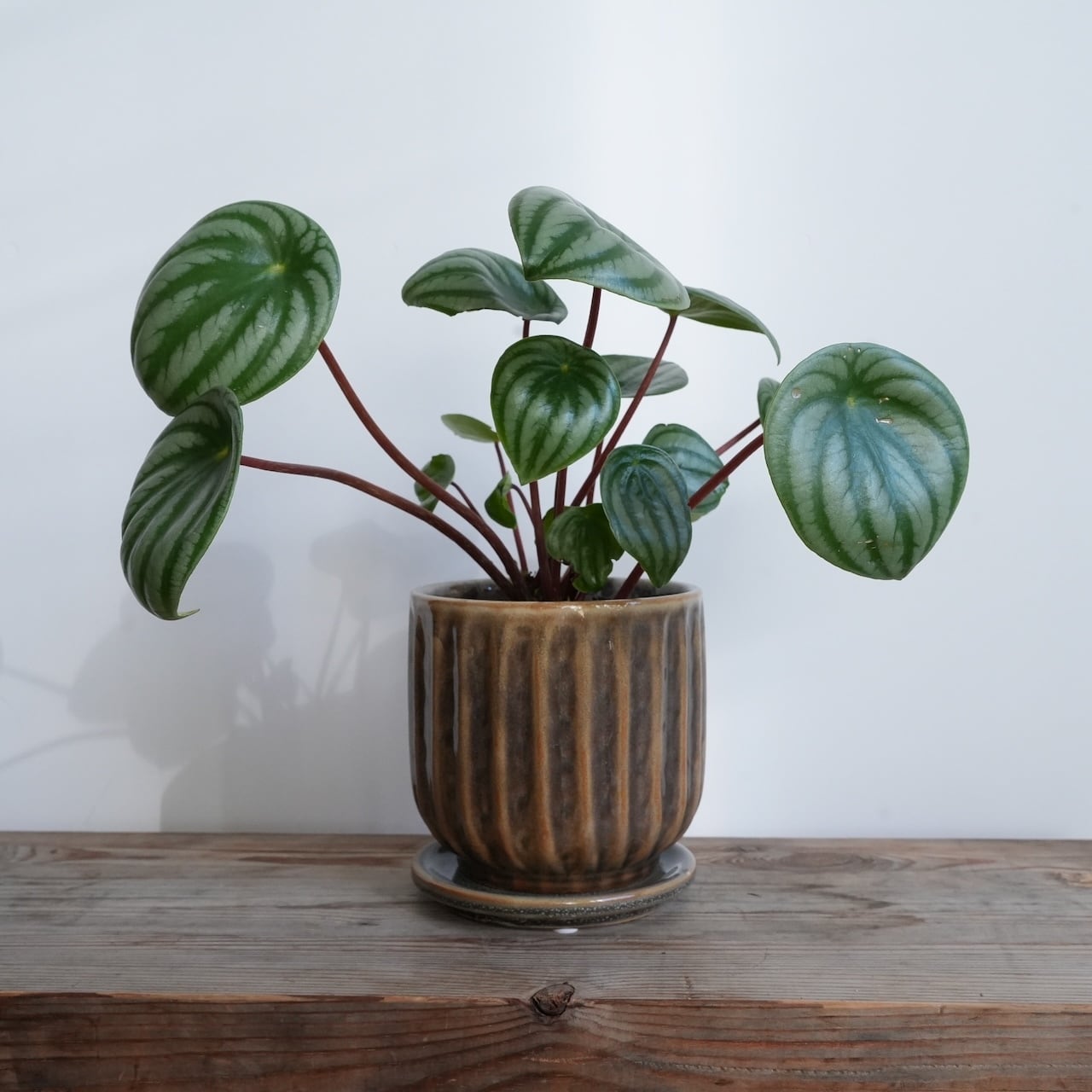 送料込み】スキンダプサス トレビー 5号サイズ ハンギングプラ鉢 | 草陽香