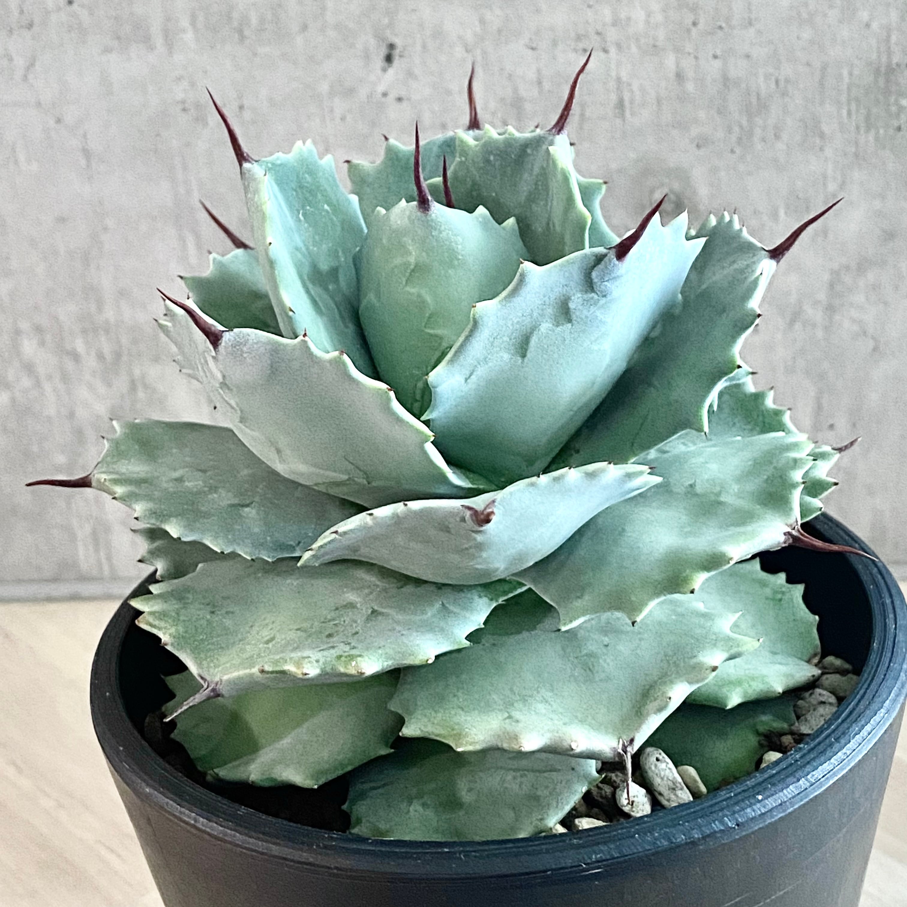agave isthmensis /アガベ カブトガニ 【観葉植物】【多肉植物