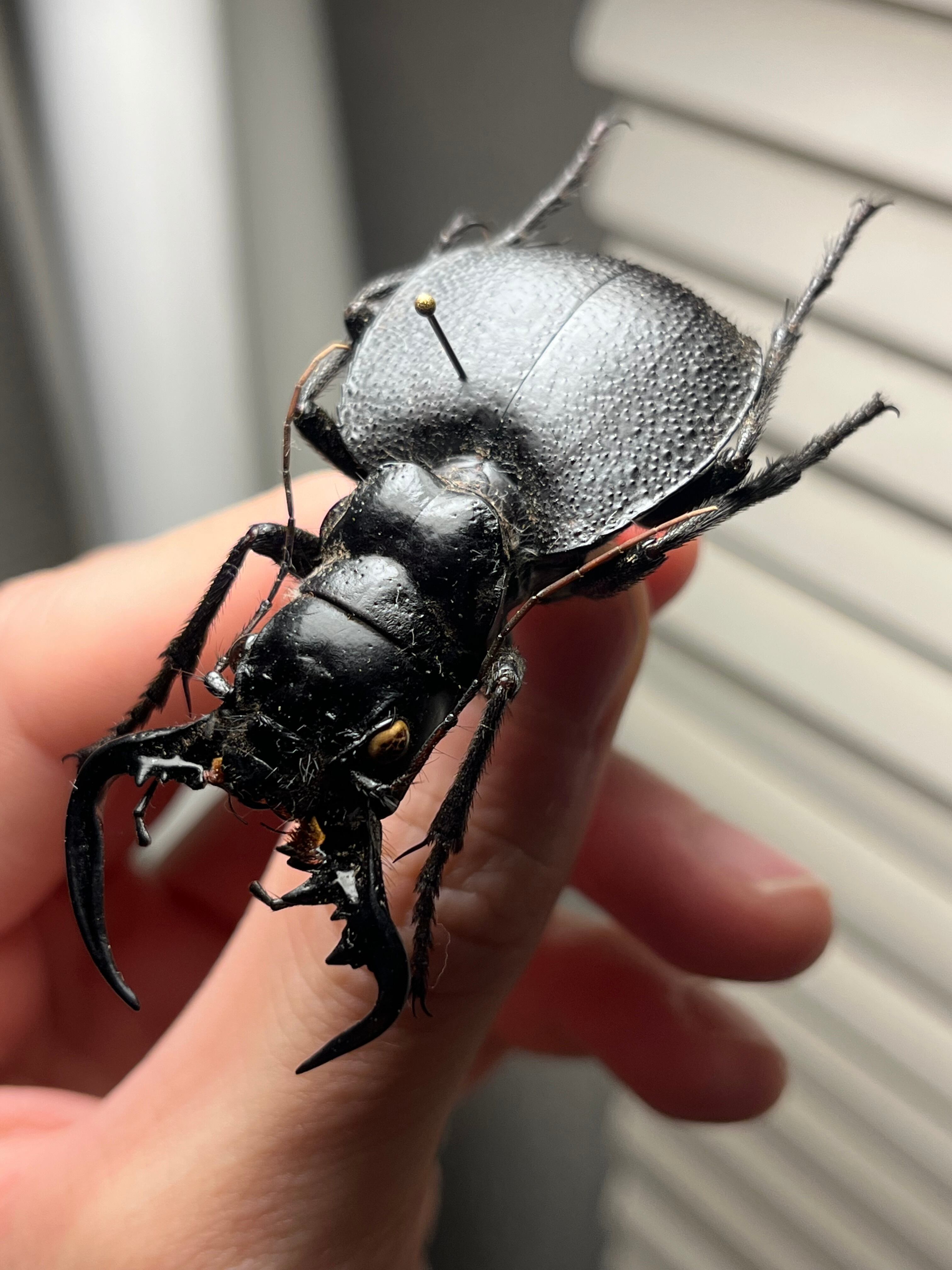 巨大♂】オオエンマハンミョウ Manticora タンザニア産 昆虫標本