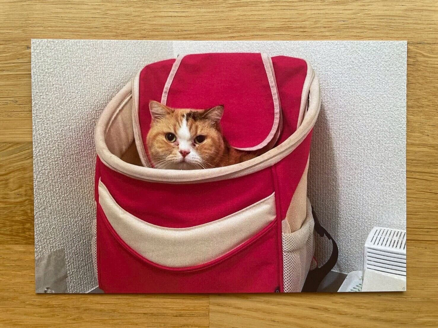 ねこ雑貨ねこちる