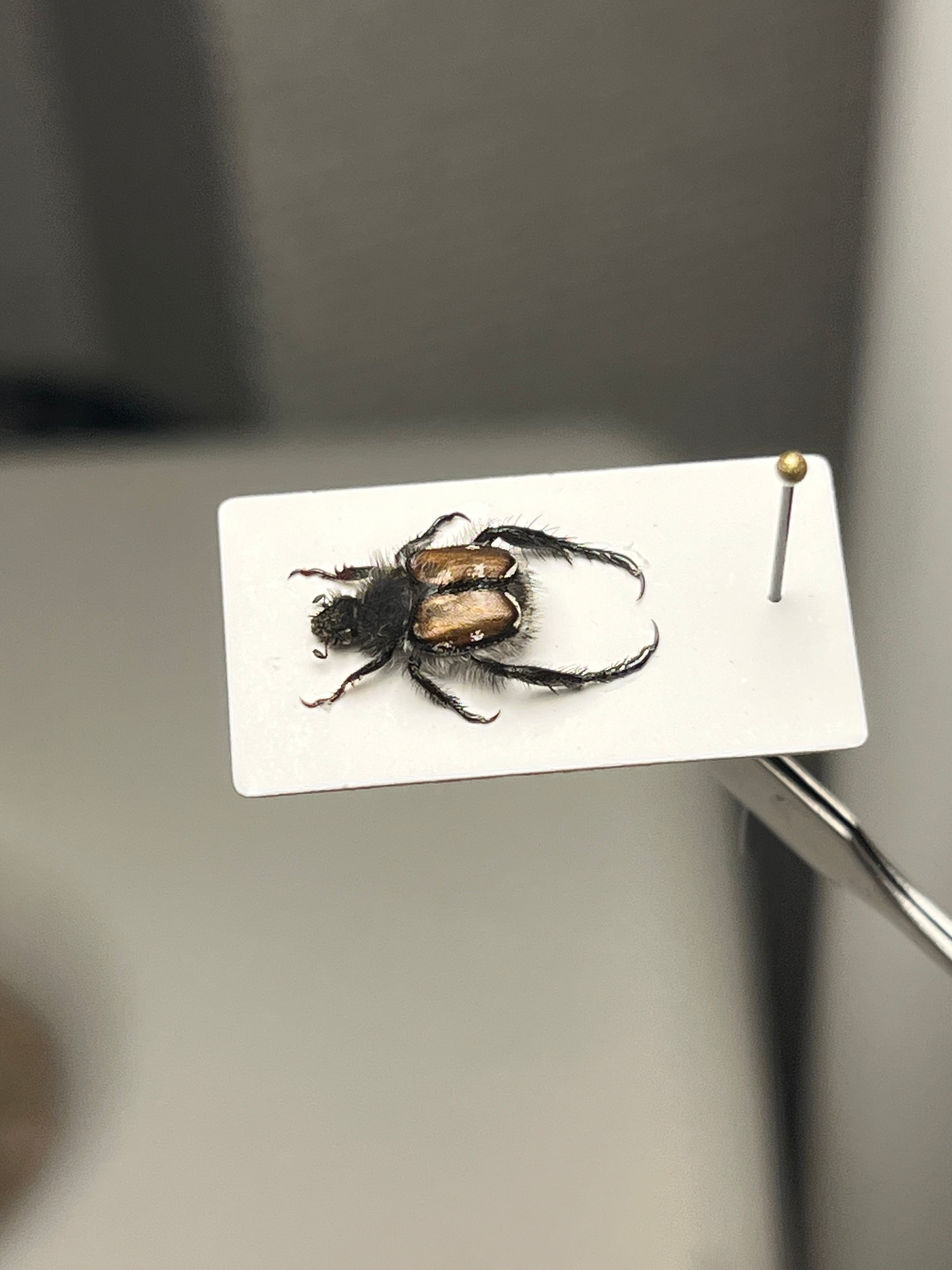 手長黄金最高峰】セスジドウナガテナガコガネ ♂標本 プラチナコガネ