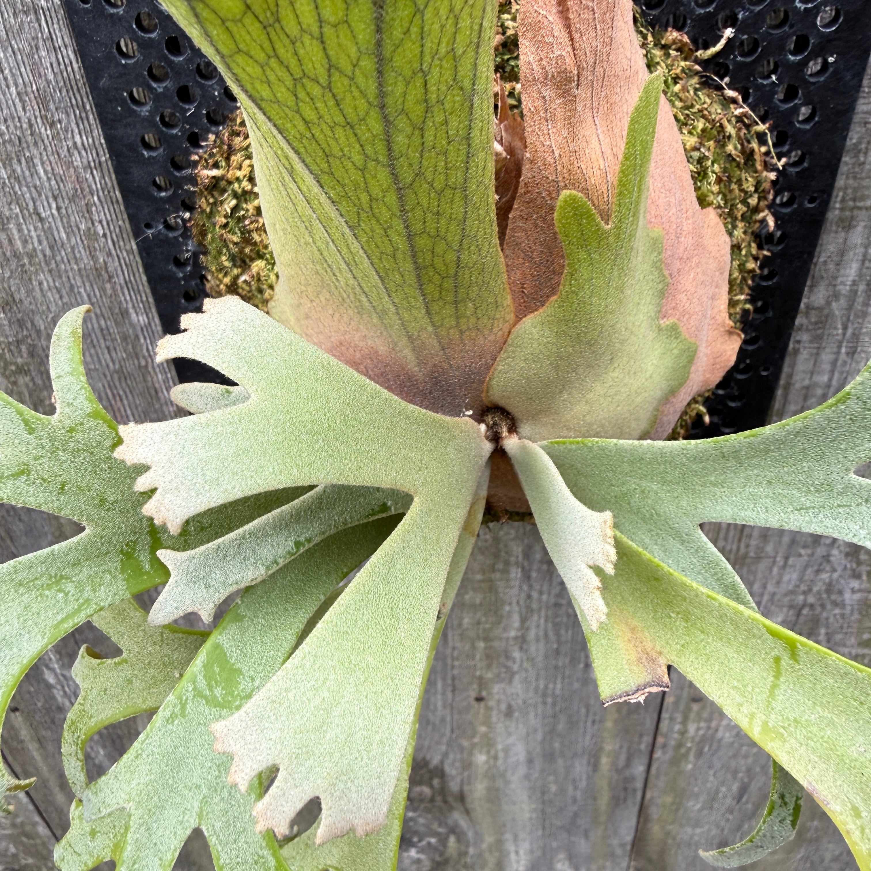 P. willinckii Jenny #1 (pup) | naturefix