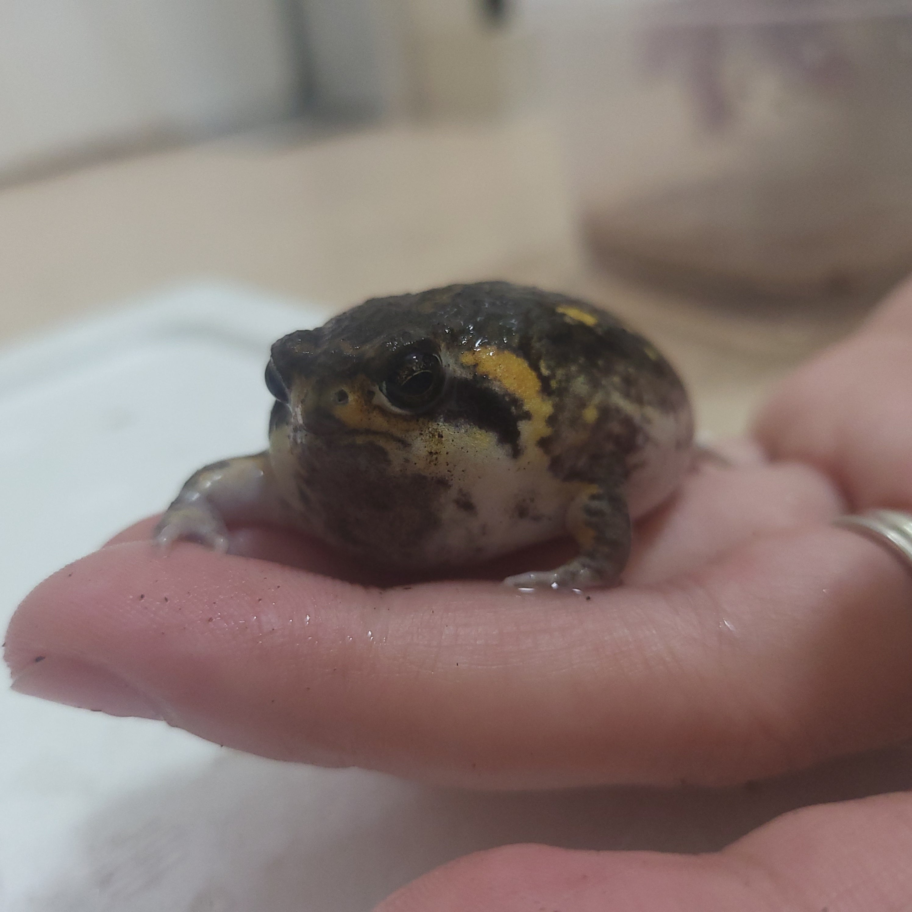 パワーズフクラガエル カエル | BUG.st パワーズフクラガエル カエル | BUG.st