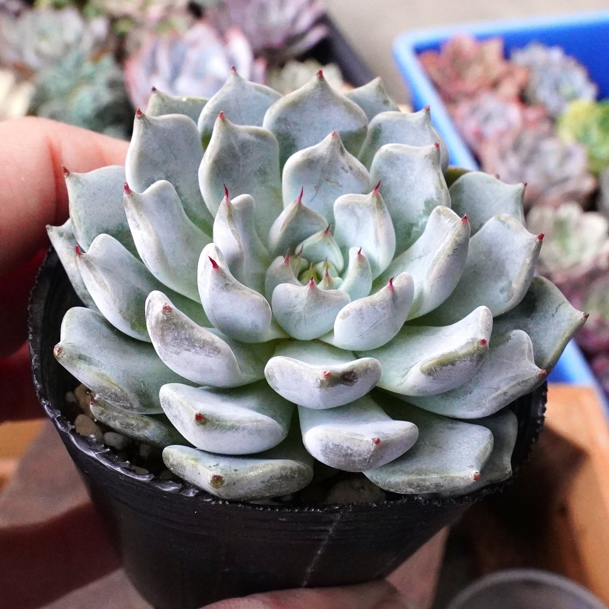 Prizum 特大 (韓国苗) 多肉植物Kaze&hikari's shop｜フリマアプリ ラクマ