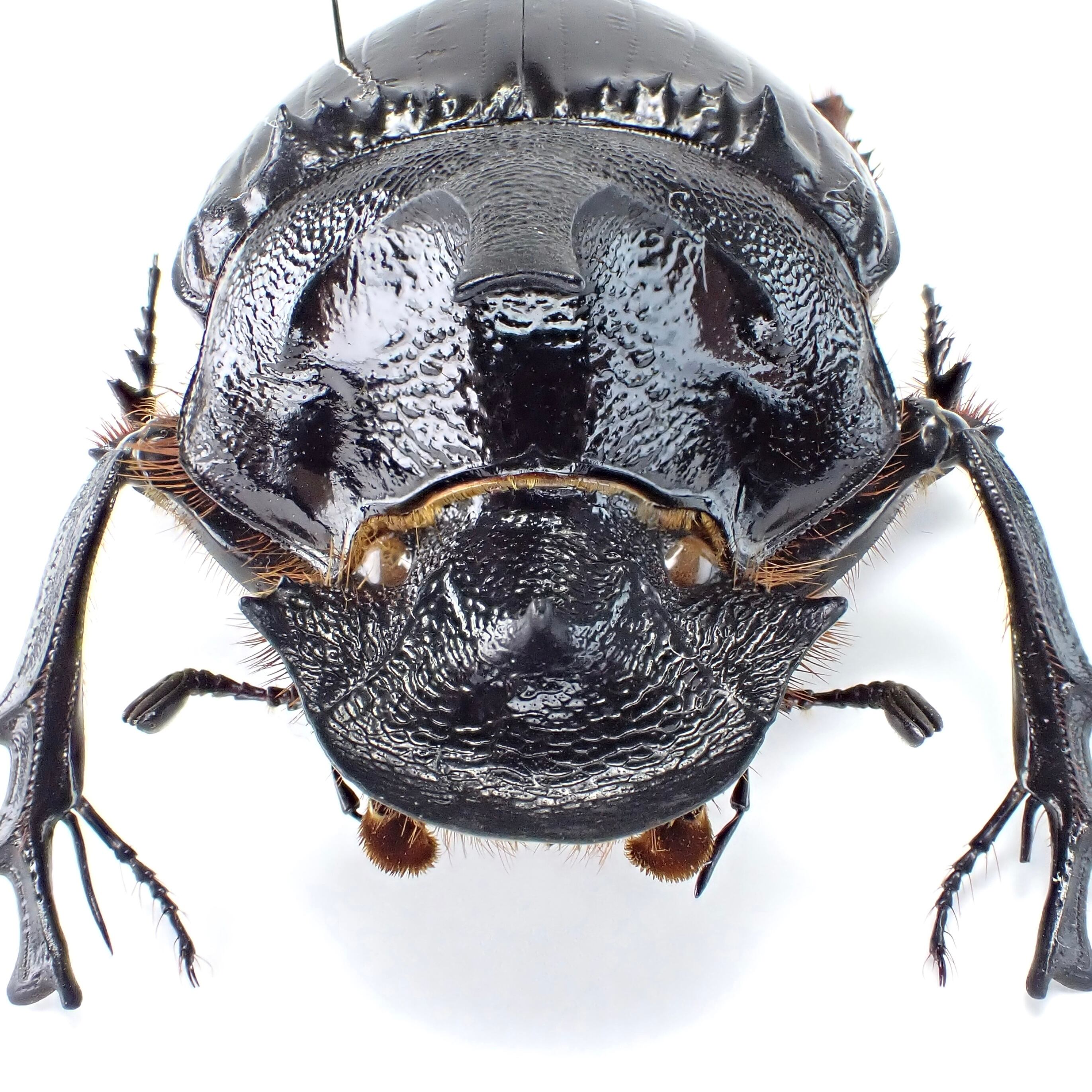 標本 Tanzania Helicopris pirmal 51mm タンザニア産 Heliocopris